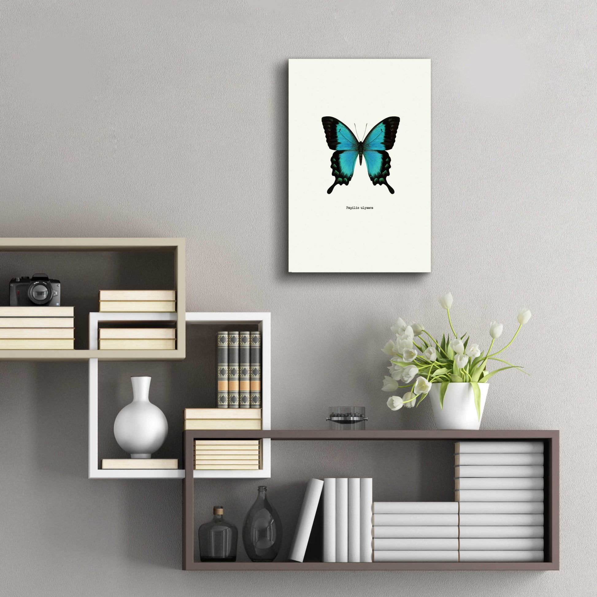 Epic Art 'Blue Butterfly' by GraphINC, Acrylic Glass Wall Art,16x24