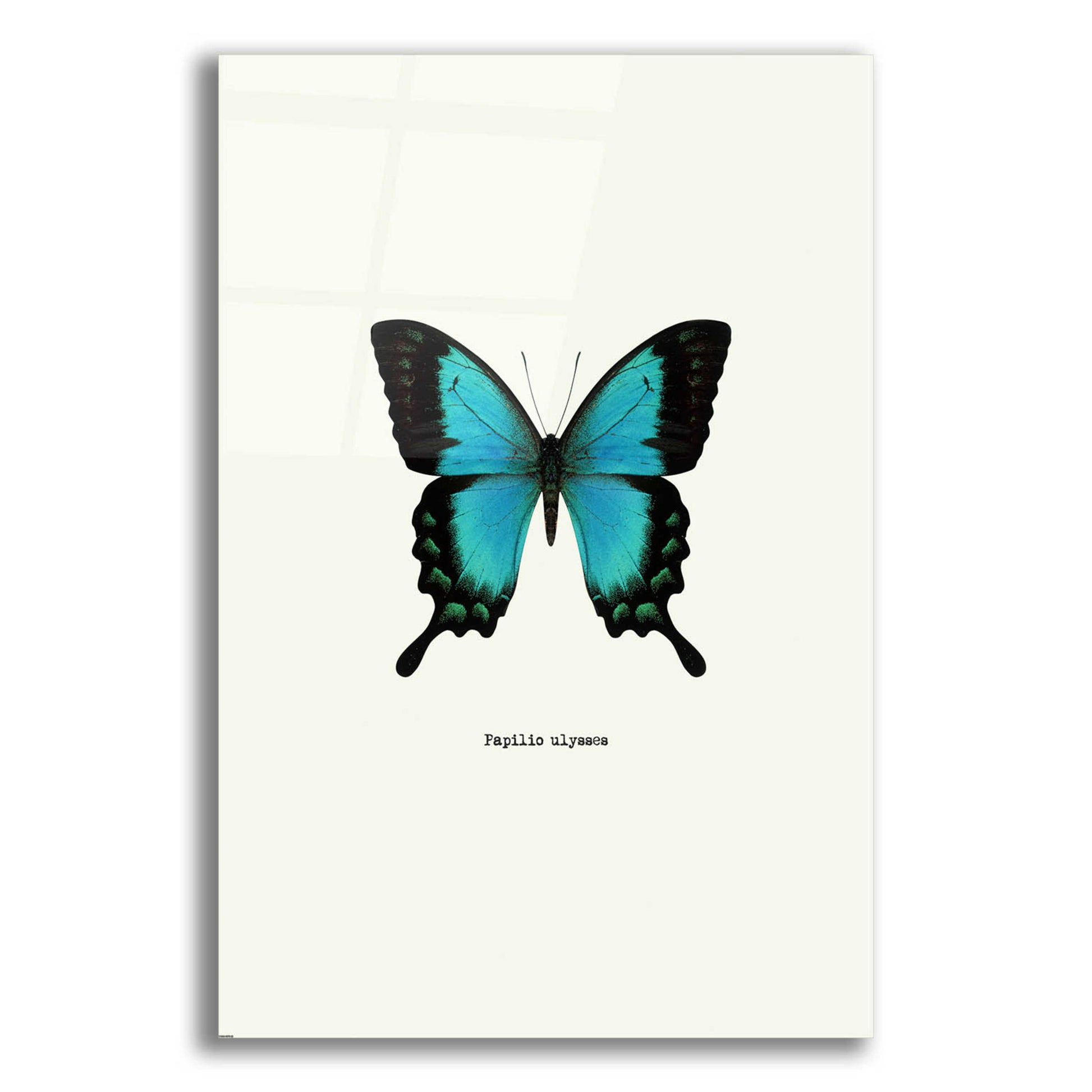 Epic Art 'Blue Butterfly' by GraphINC, Acrylic Glass Wall Art,16x24