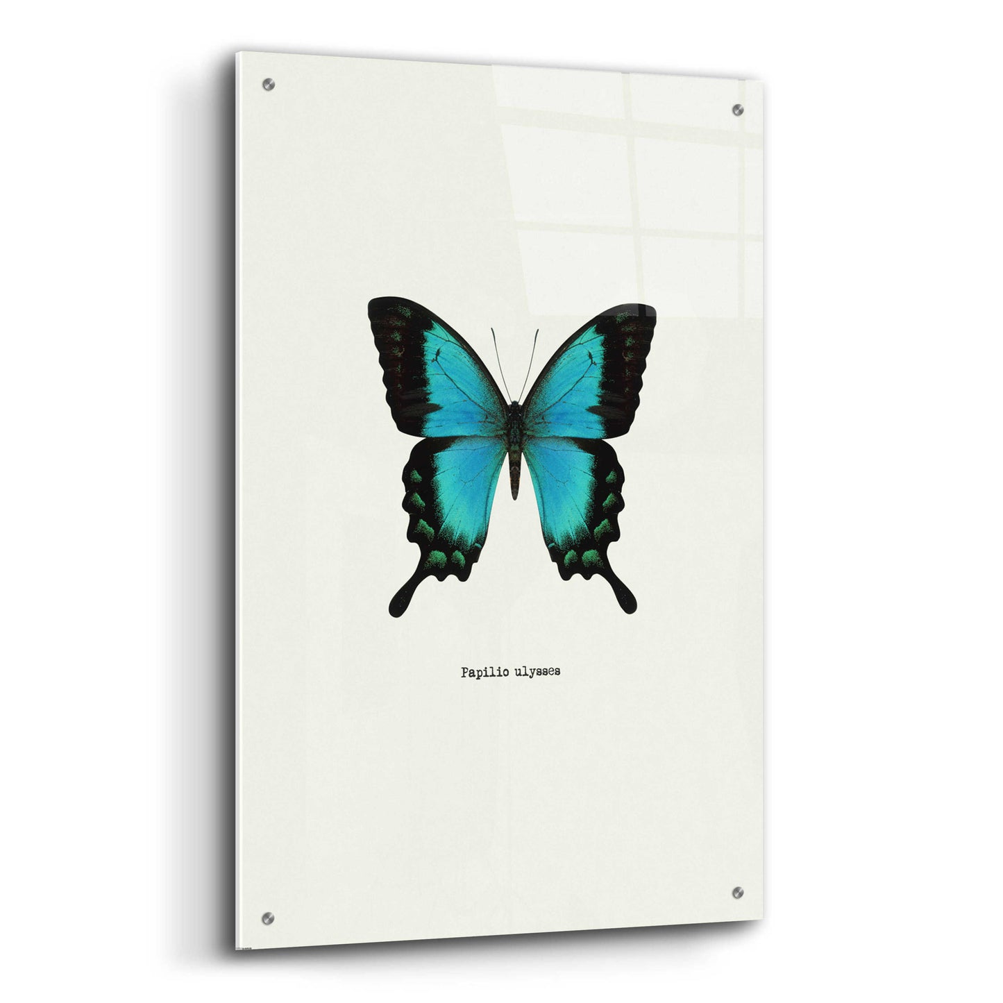 Epic Art 'Blue Butterfly' by GraphINC, Acrylic Glass Wall Art,24x36