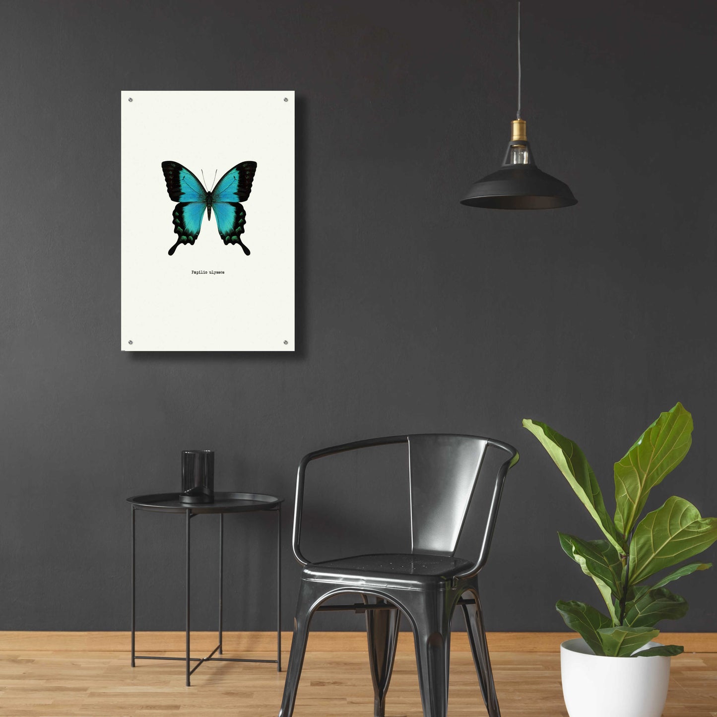 Epic Art 'Blue Butterfly' by GraphINC, Acrylic Glass Wall Art,24x36