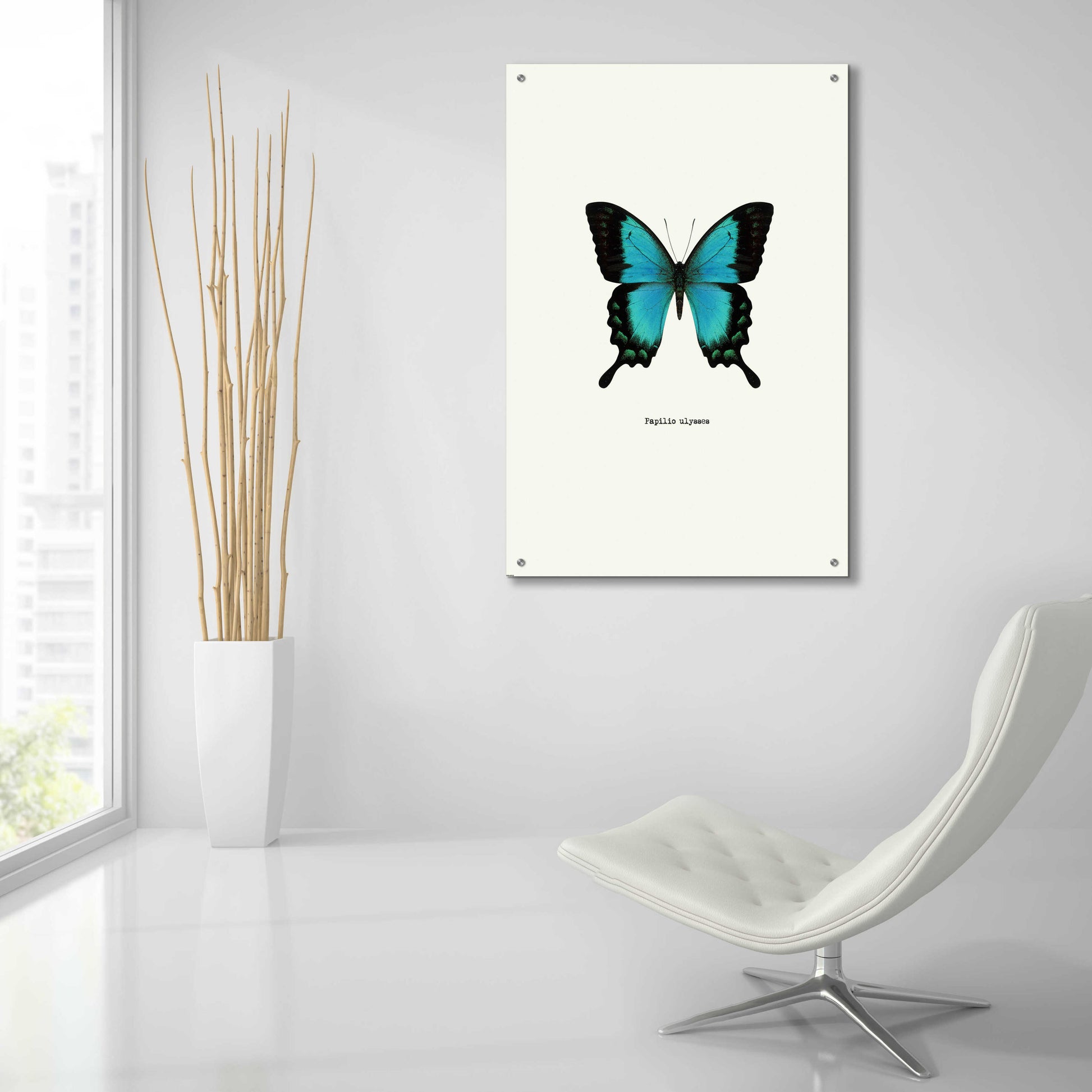 Epic Art 'Blue Butterfly' by GraphINC, Acrylic Glass Wall Art,24x36