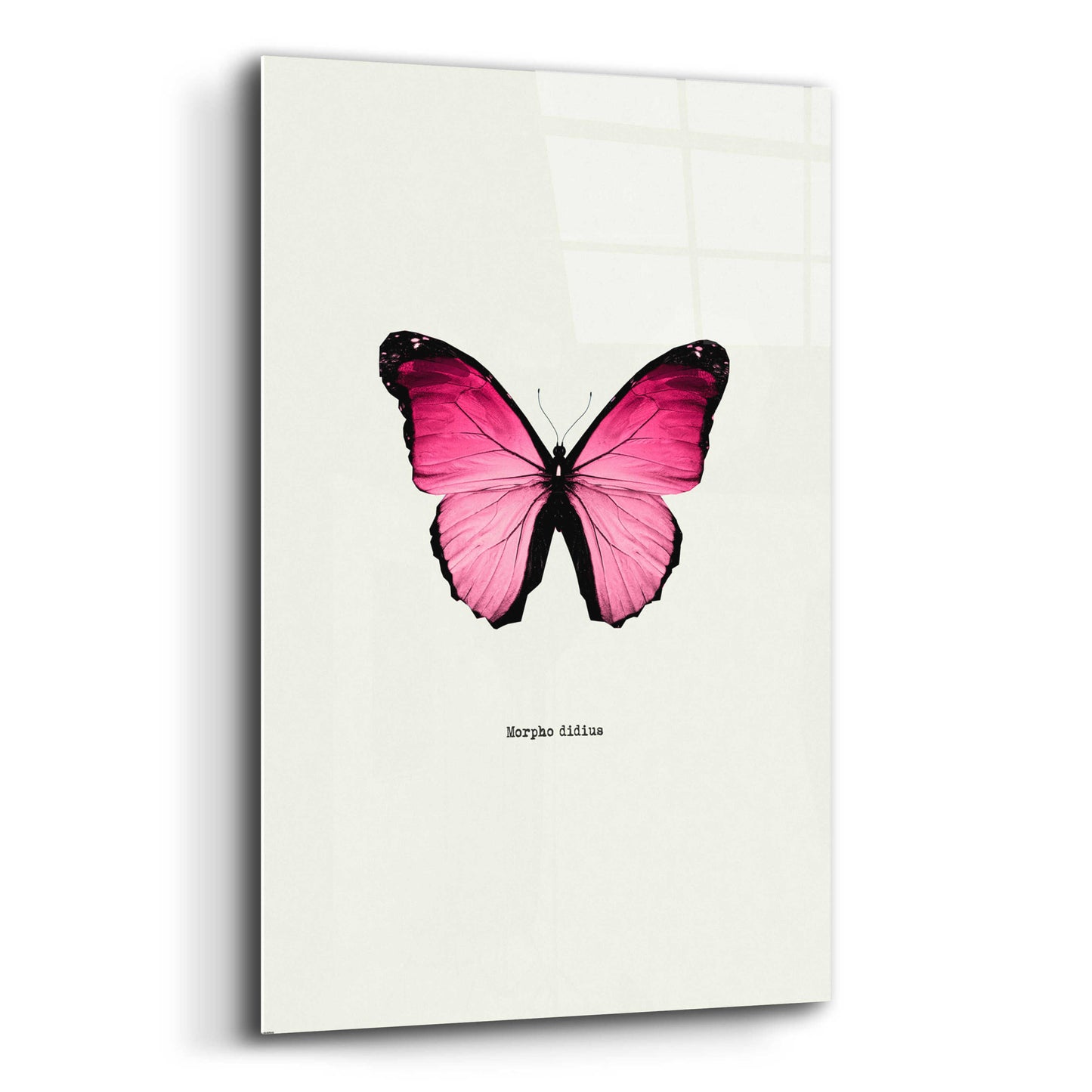 Epic Art 'Pink Butterfly' by GraphINC, Acrylic Glass Wall Art,12x16