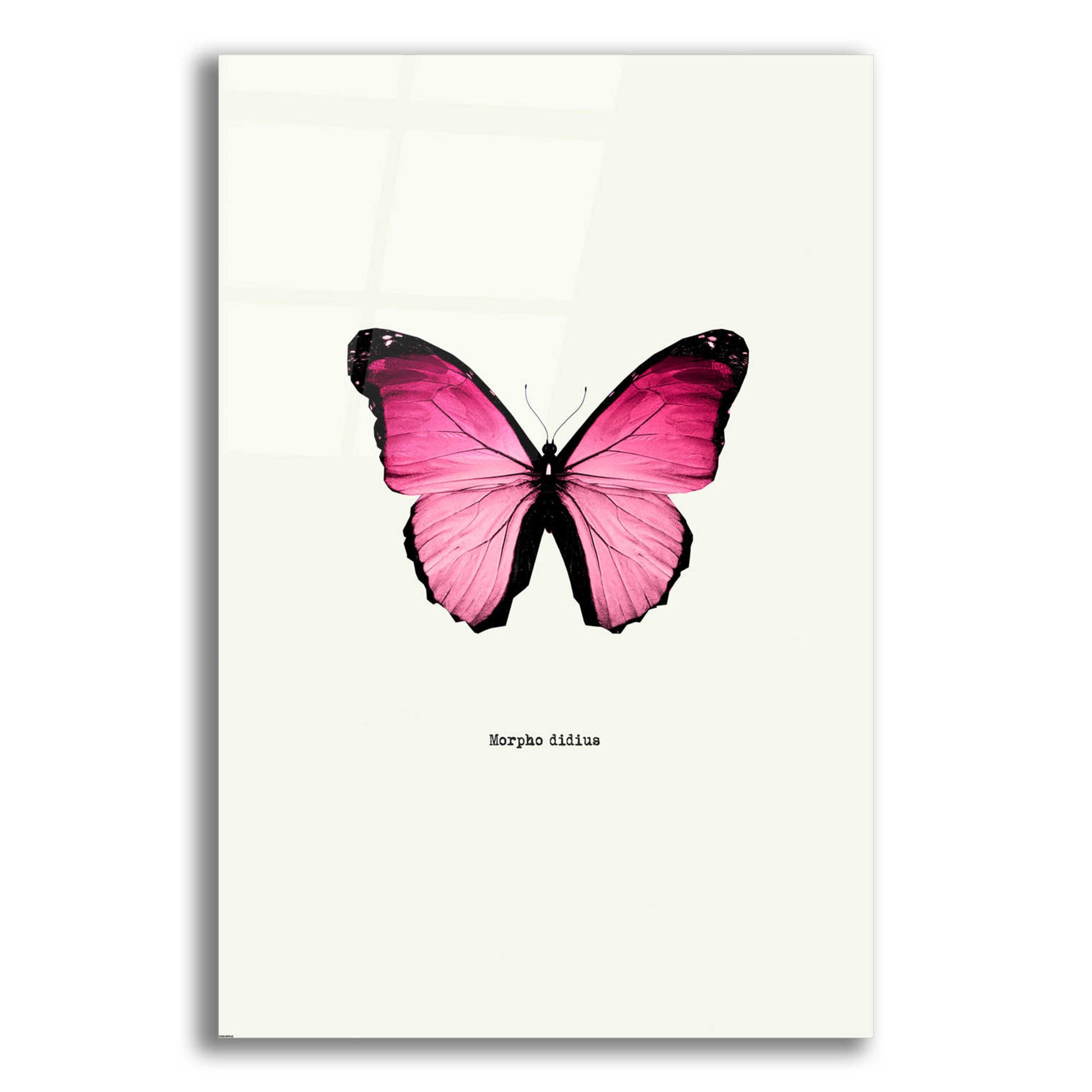 Epic Art 'Pink Butterfly' by GraphINC, Acrylic Glass Wall Art,12x16