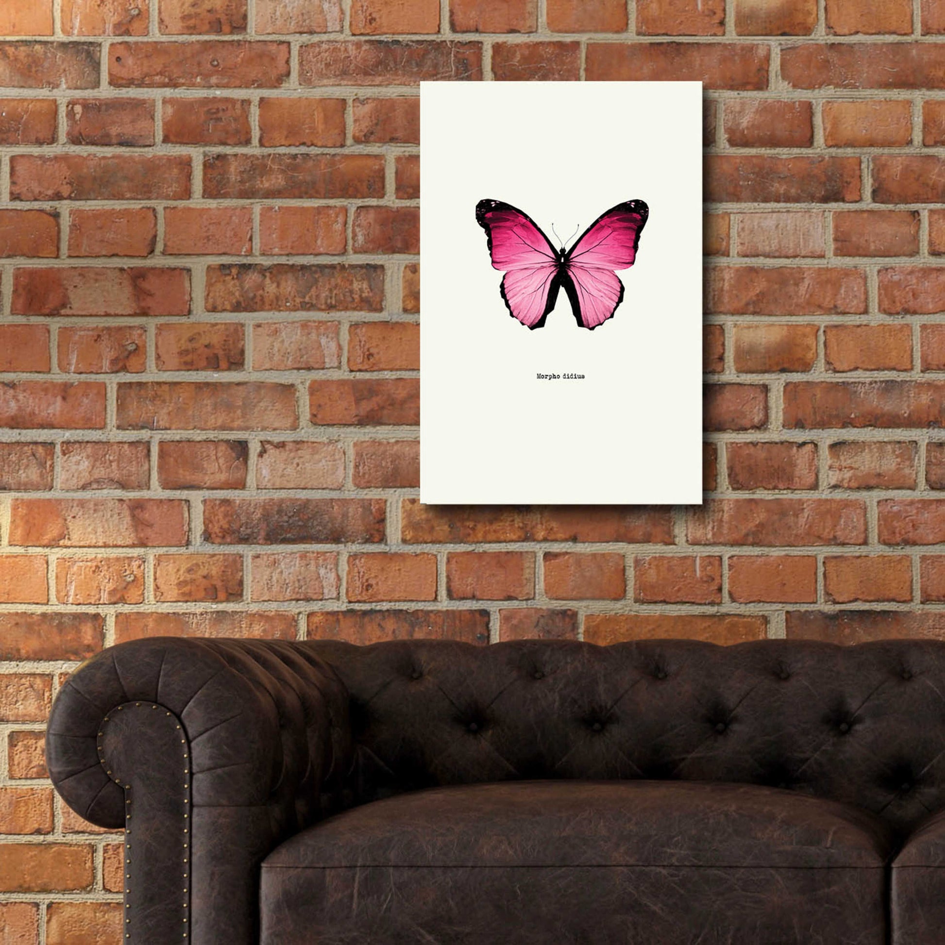 Epic Art 'Pink Butterfly' by GraphINC, Acrylic Glass Wall Art,16x24