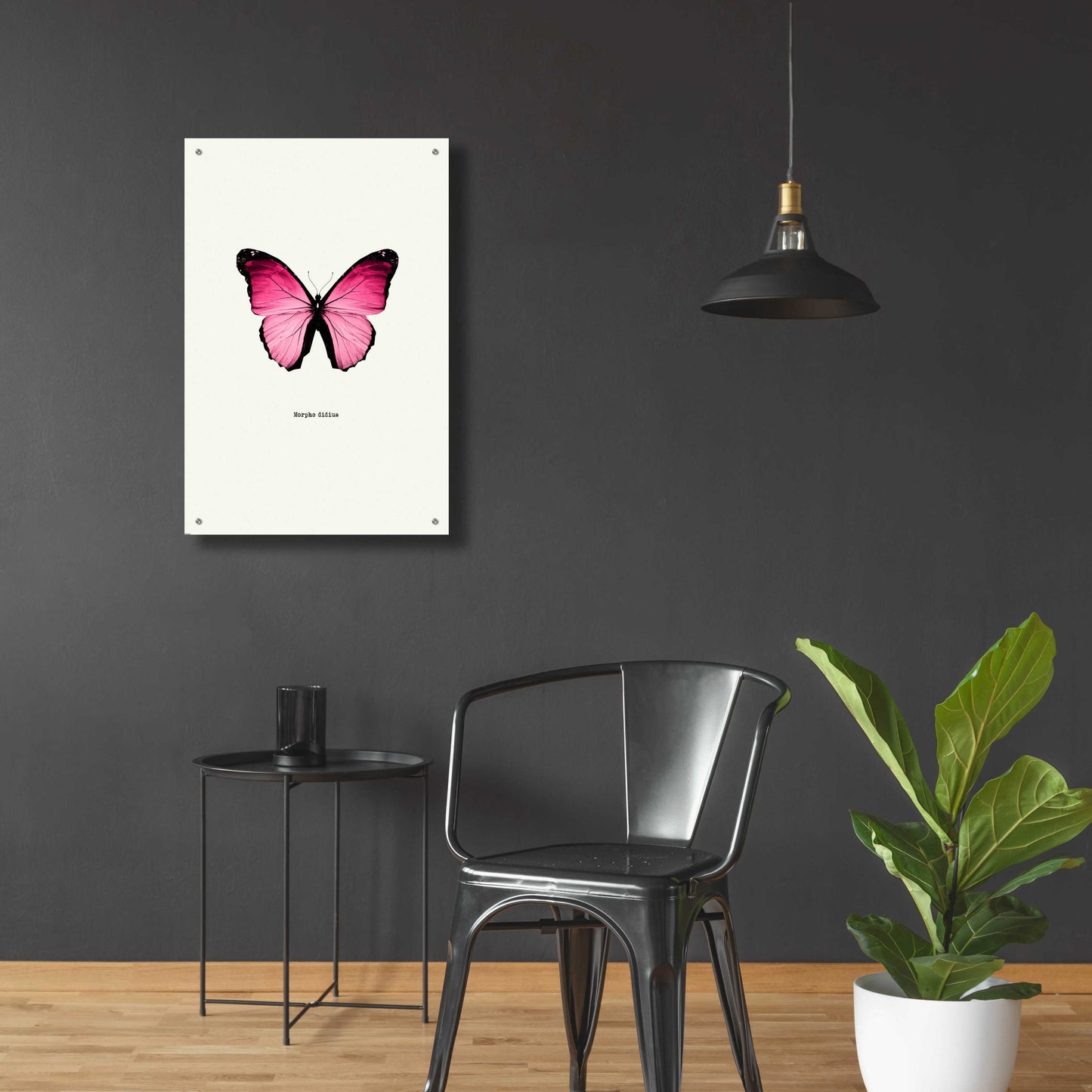 Epic Art 'Pink Butterfly' by GraphINC, Acrylic Glass Wall Art,24x36