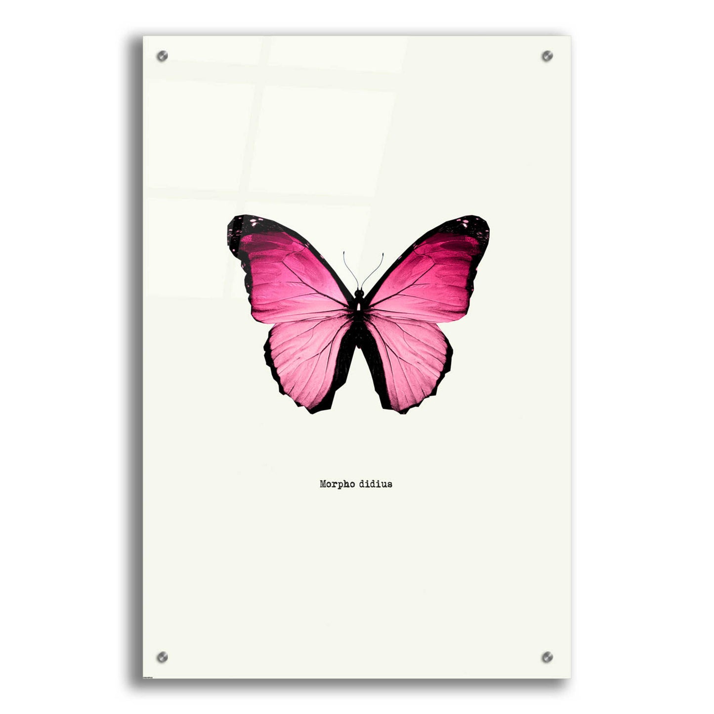 Epic Art 'Pink Butterfly' by GraphINC, Acrylic Glass Wall Art,24x36