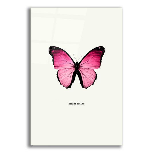 Epic Art 'Pink Butterfly' by GraphINC, Acrylic Glass Wall Art