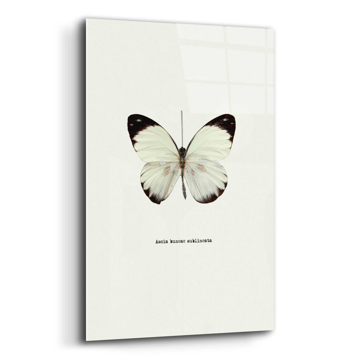 Epic Art 'White Butterfly' by GraphINC, Acrylic Glass Wall Art,12x16