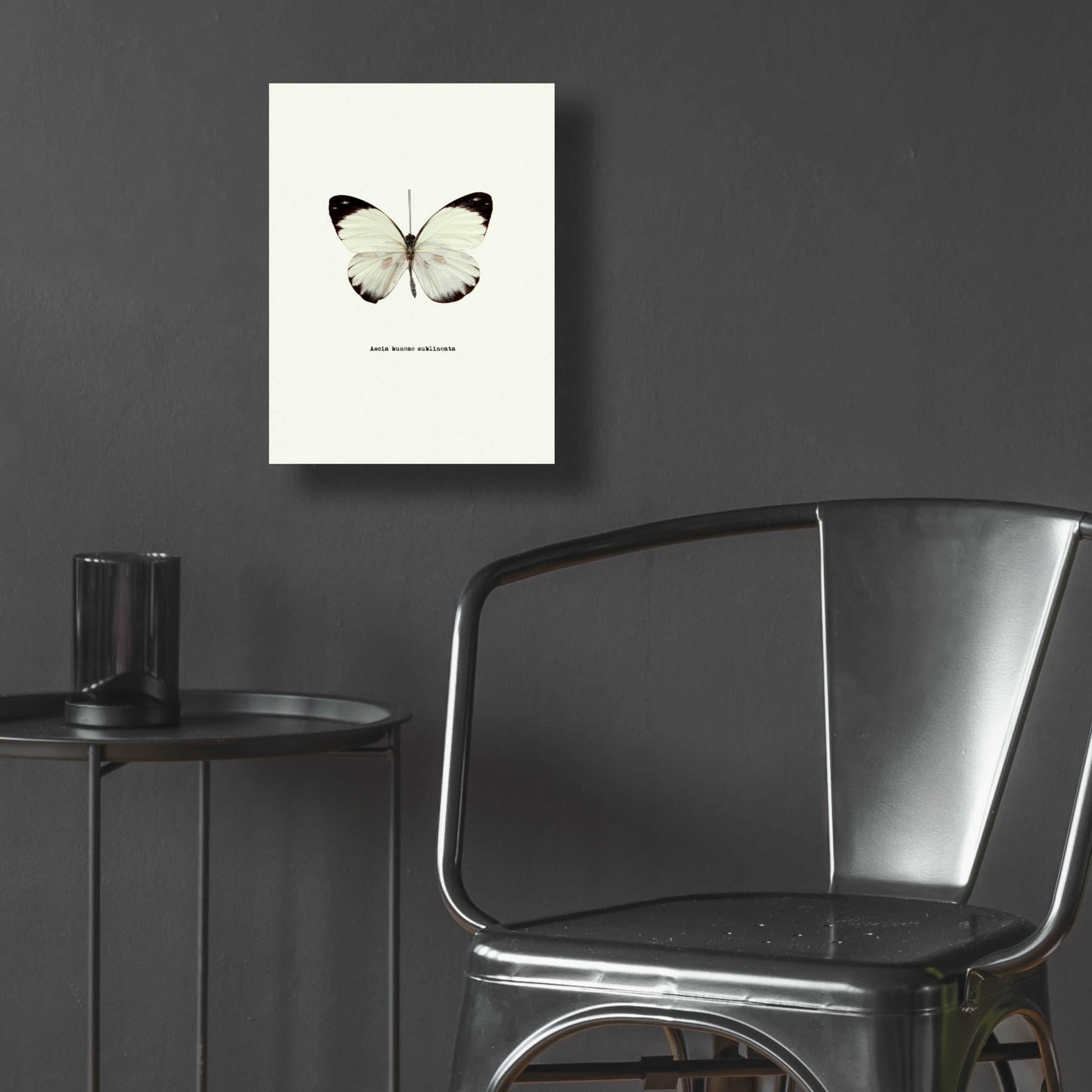 Epic Art 'White Butterfly' by GraphINC, Acrylic Glass Wall Art,12x16