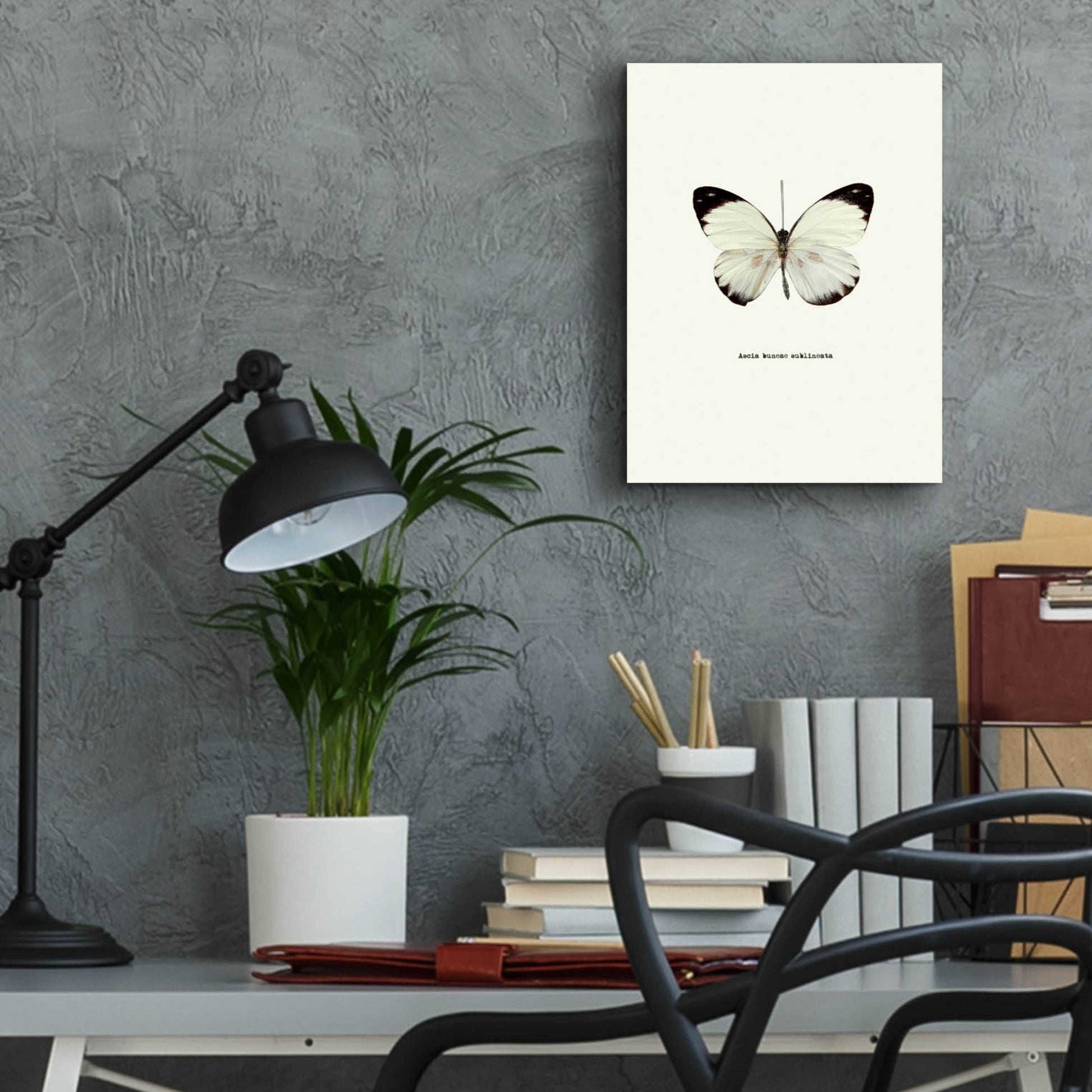 Epic Art 'White Butterfly' by GraphINC, Acrylic Glass Wall Art,12x16