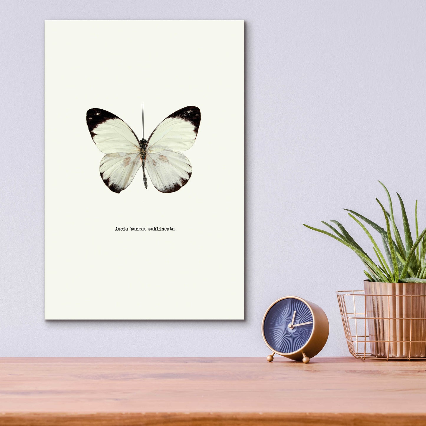 Epic Art 'White Butterfly' by GraphINC, Acrylic Glass Wall Art,12x16