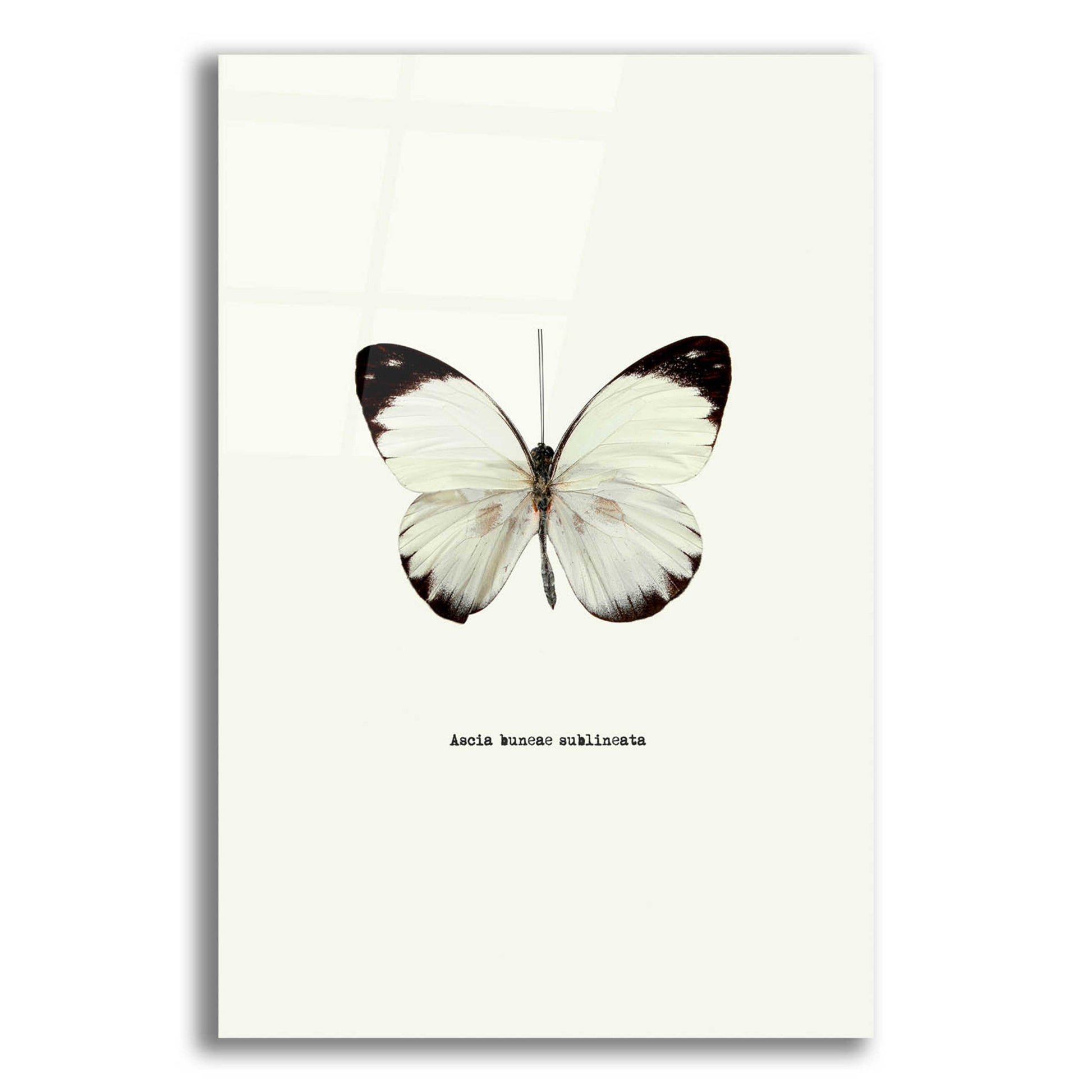 Epic Art 'White Butterfly' by GraphINC, Acrylic Glass Wall Art,12x16