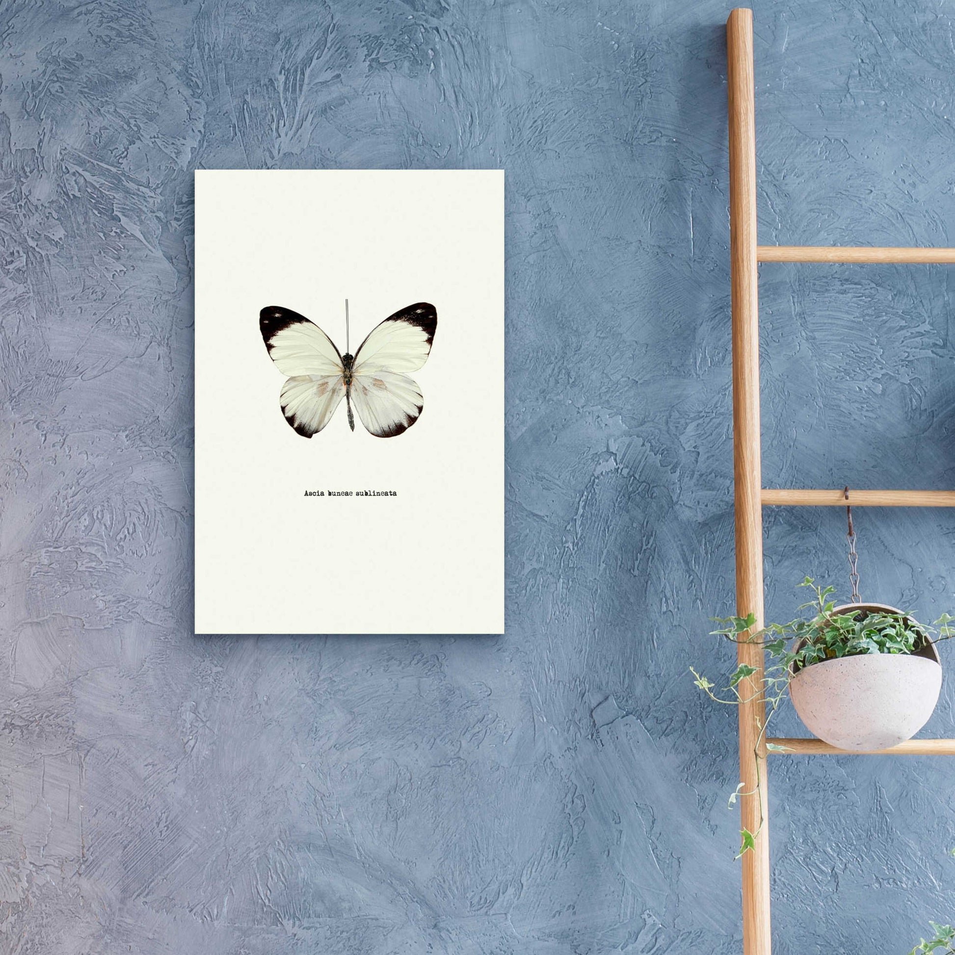 Epic Art 'White Butterfly' by GraphINC, Acrylic Glass Wall Art,16x24