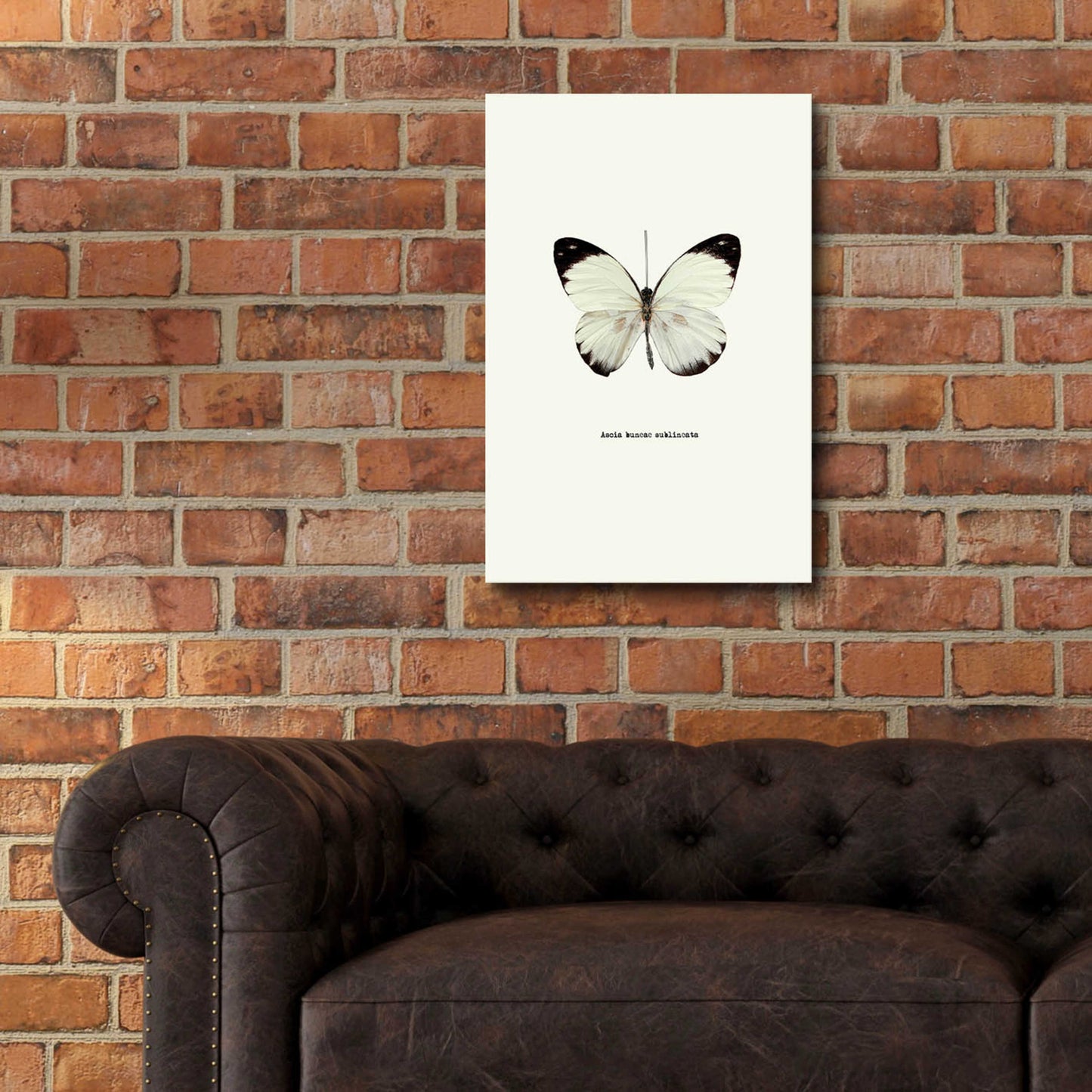 Epic Art 'White Butterfly' by GraphINC, Acrylic Glass Wall Art,16x24