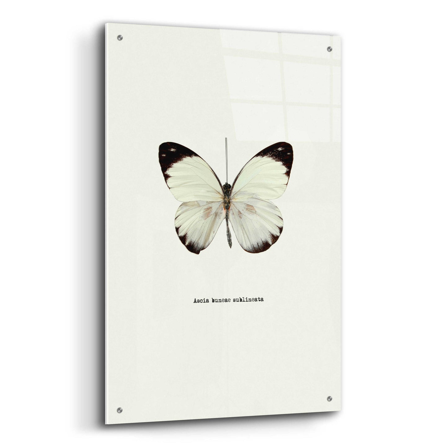 Epic Art 'White Butterfly' by GraphINC, Acrylic Glass Wall Art,24x36