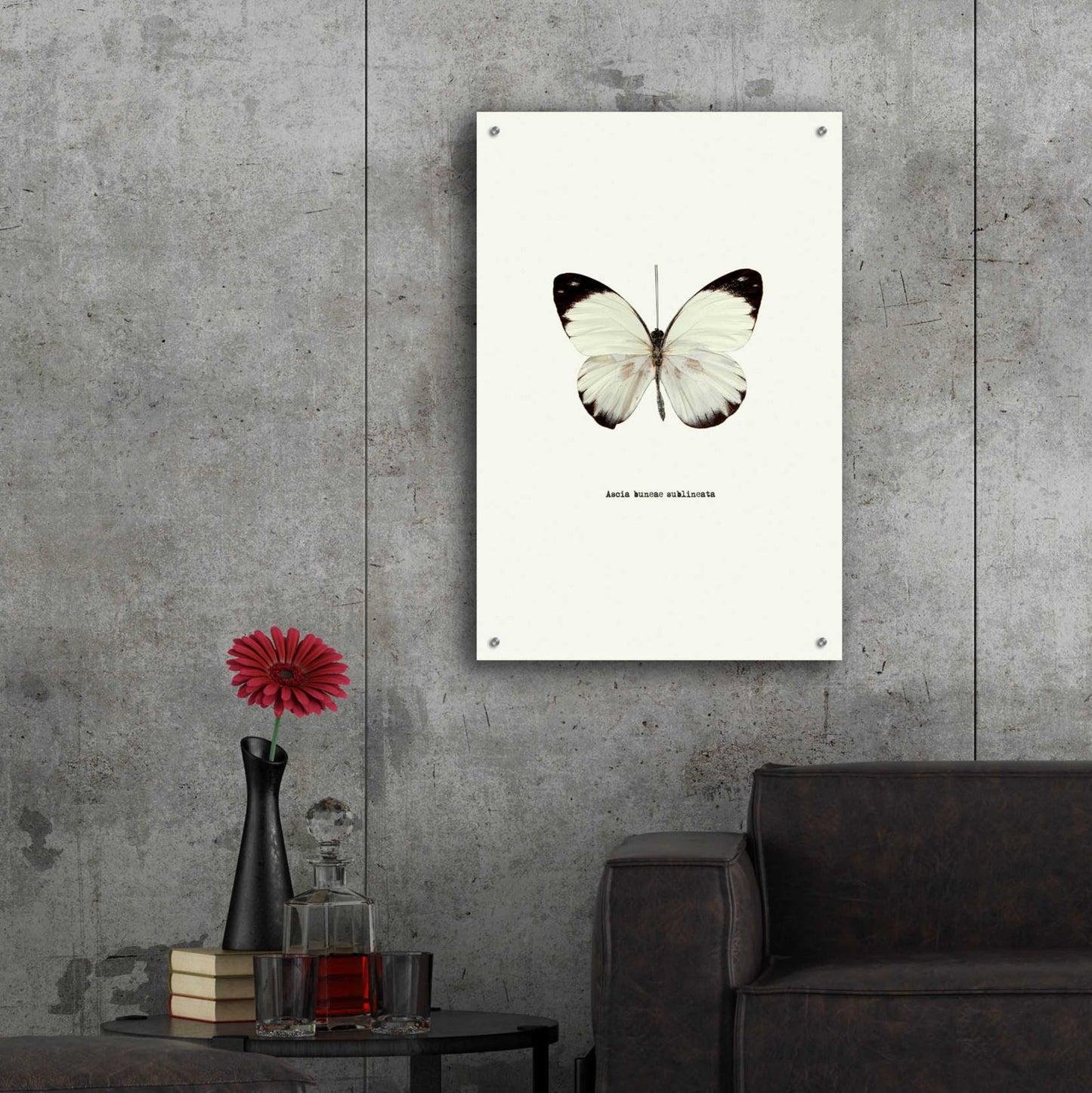 Epic Art 'White Butterfly' by GraphINC, Acrylic Glass Wall Art,24x36