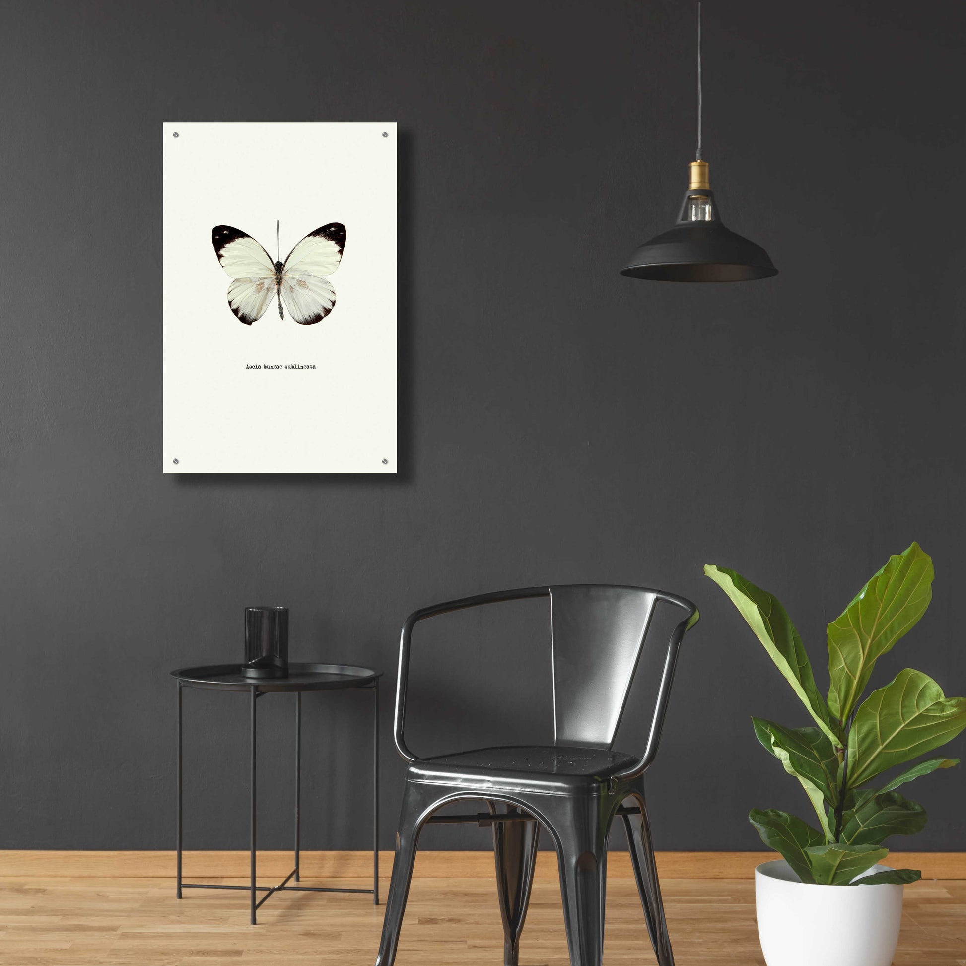 Epic Art 'White Butterfly' by GraphINC, Acrylic Glass Wall Art,24x36