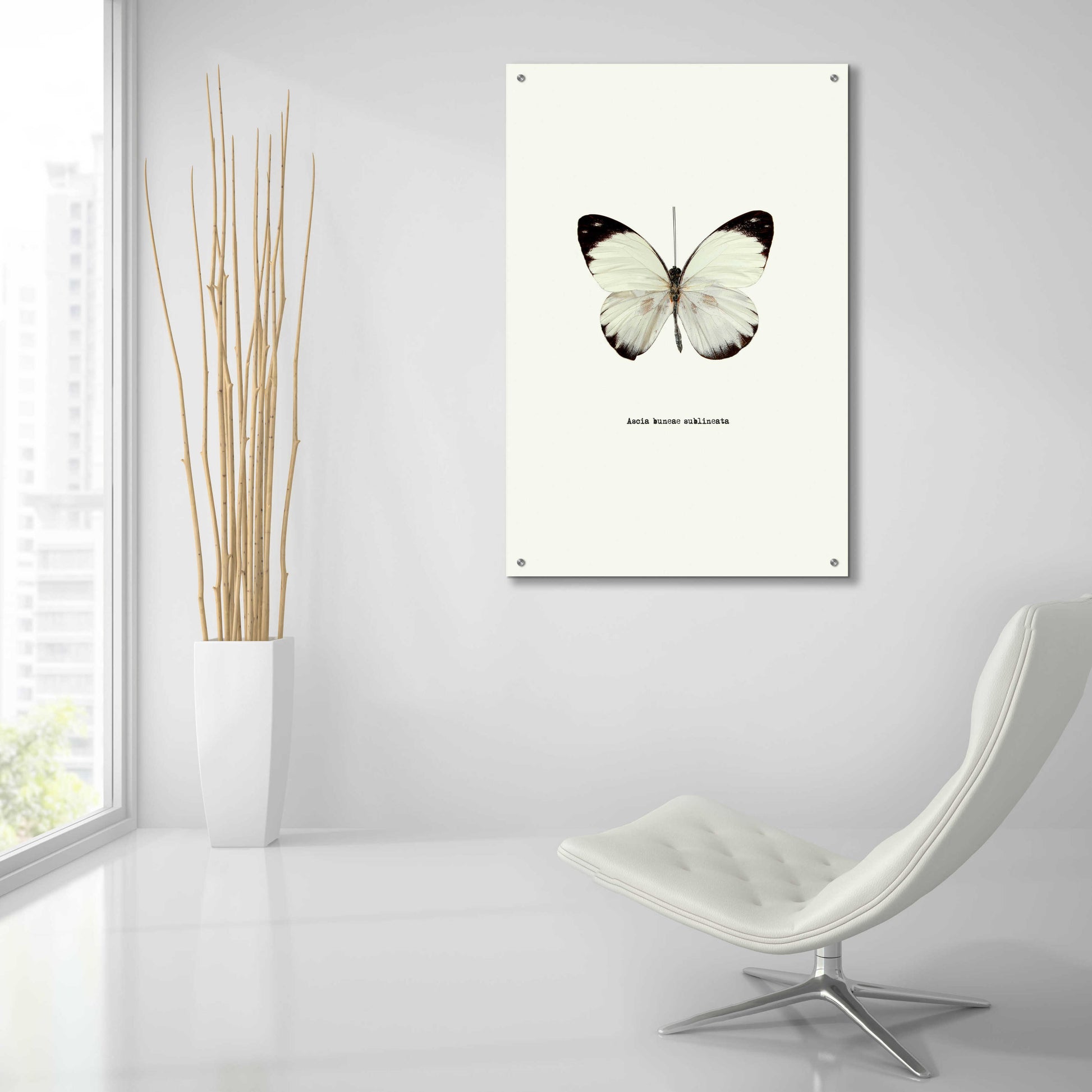 Epic Art 'White Butterfly' by GraphINC, Acrylic Glass Wall Art,24x36