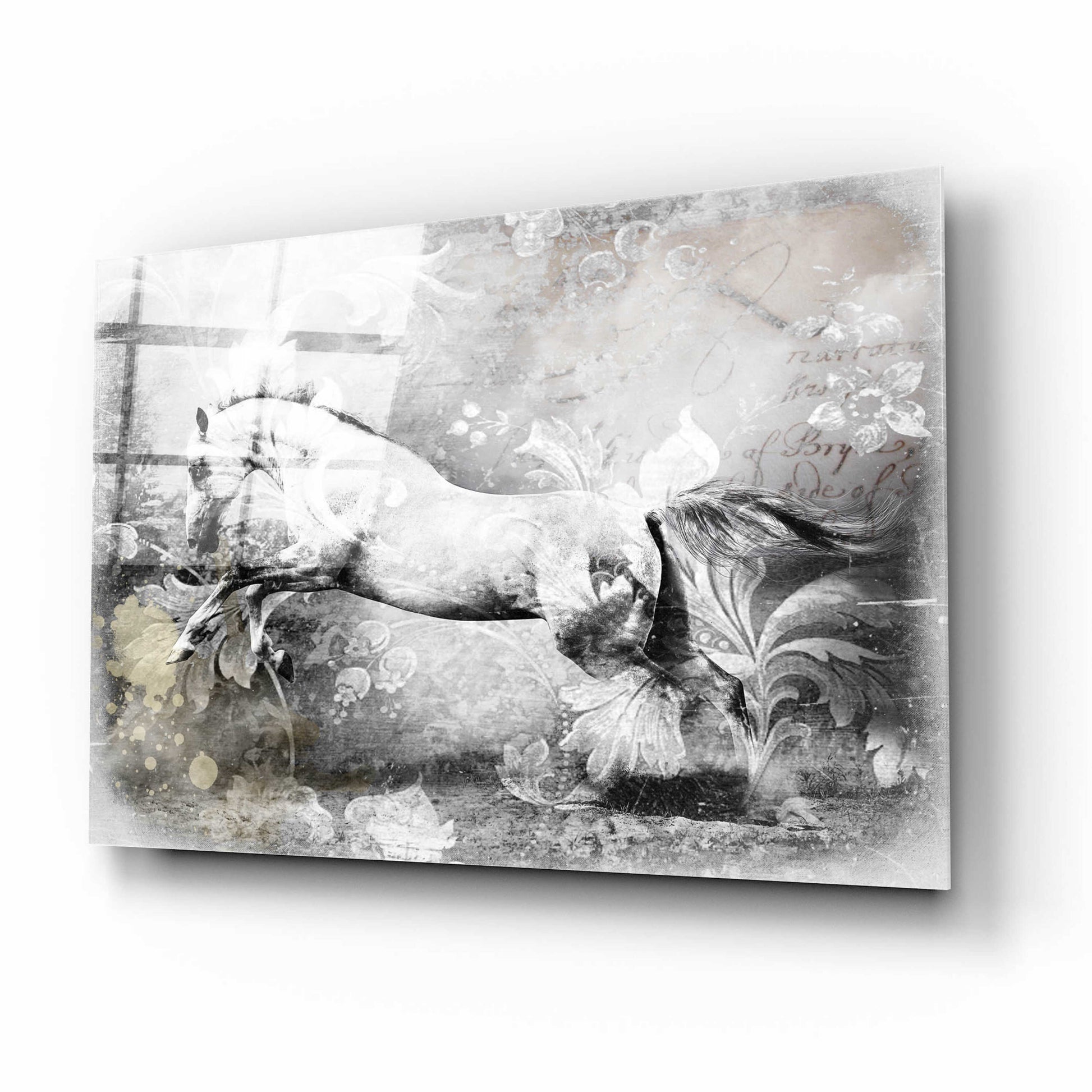 Epic Art 'White Horse' by GraphINC, Acrylic Glass Wall Art,16x12