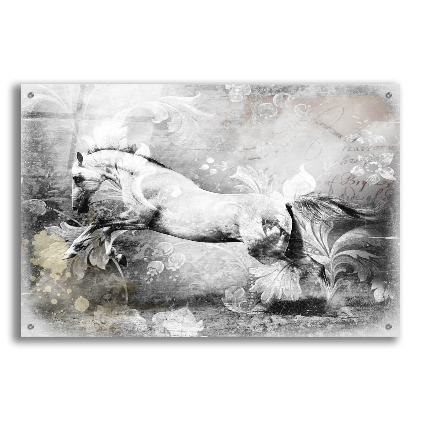 Epic Art 'White Horse' by GraphINC, Acrylic Glass Wall Art,36x24