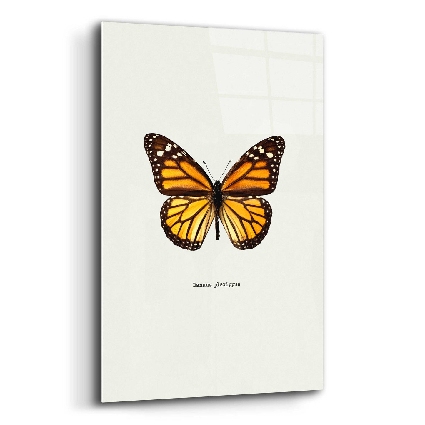 Epic Art 'Yellow Butterfly' by GraphINC, Acrylic Glass Wall Art,12x16