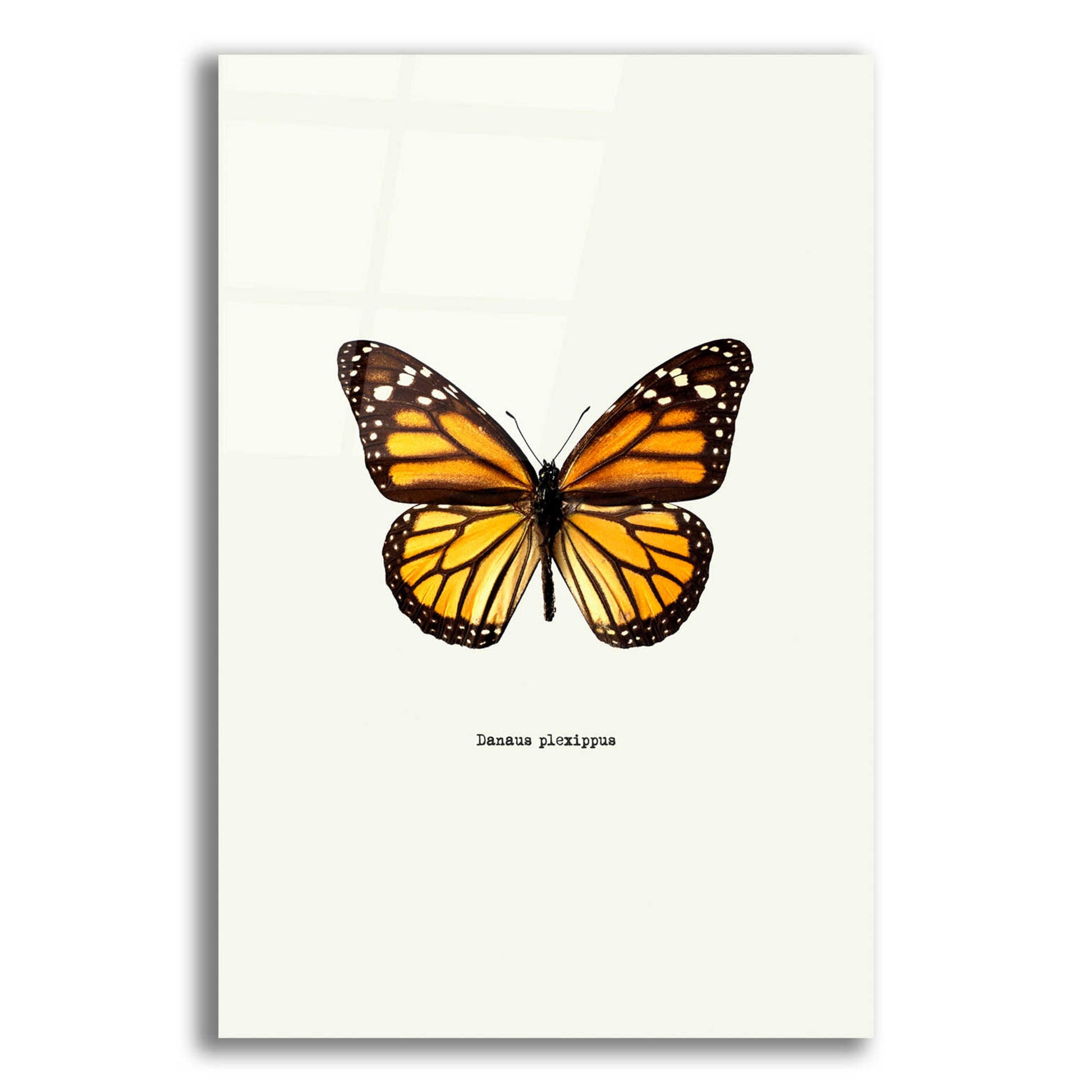 Epic Art 'Yellow Butterfly' by GraphINC, Acrylic Glass Wall Art,12x16