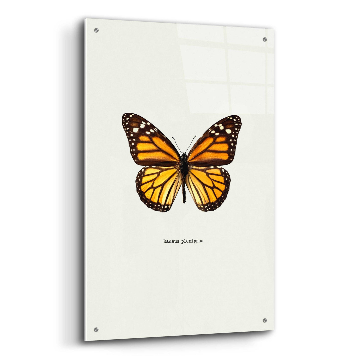 Epic Art 'Yellow Butterfly' by GraphINC, Acrylic Glass Wall Art,24x36