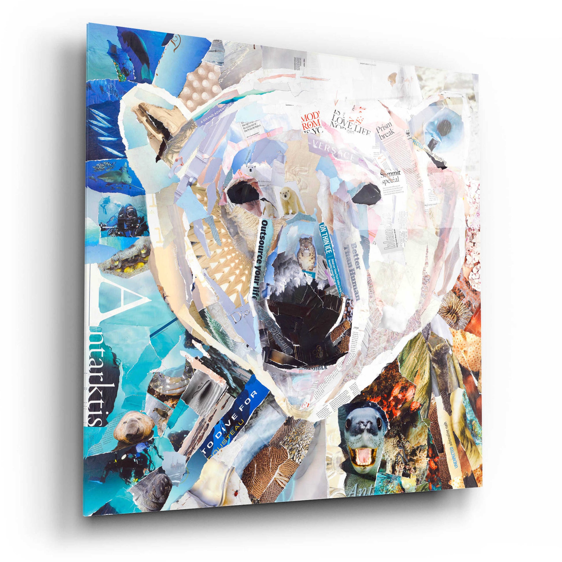 Epic Art 'Polar Bear' by Grey, Acrylic Glass Wall Art,12x12