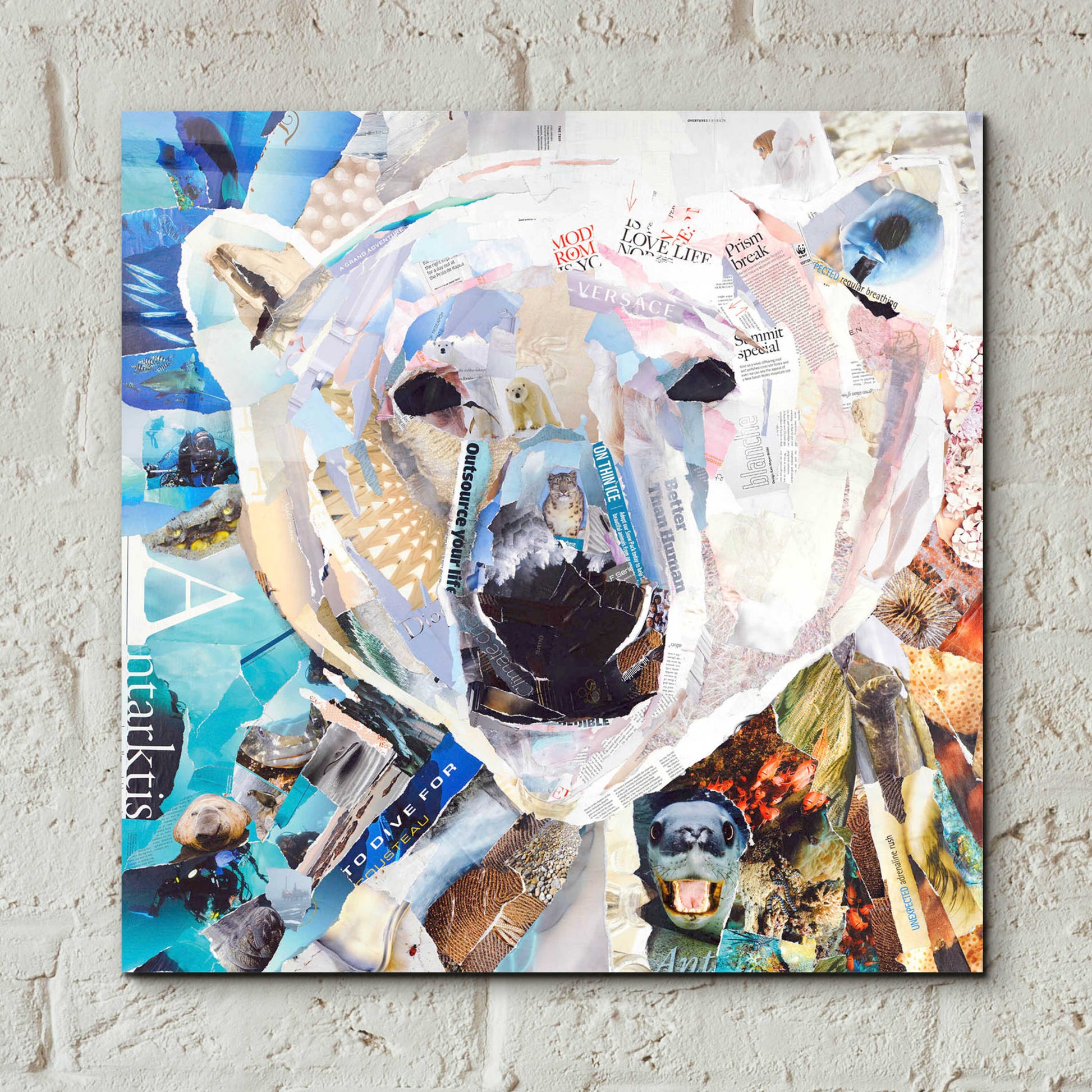 Epic Art 'Polar Bear' by Grey, Acrylic Glass Wall Art,12x12