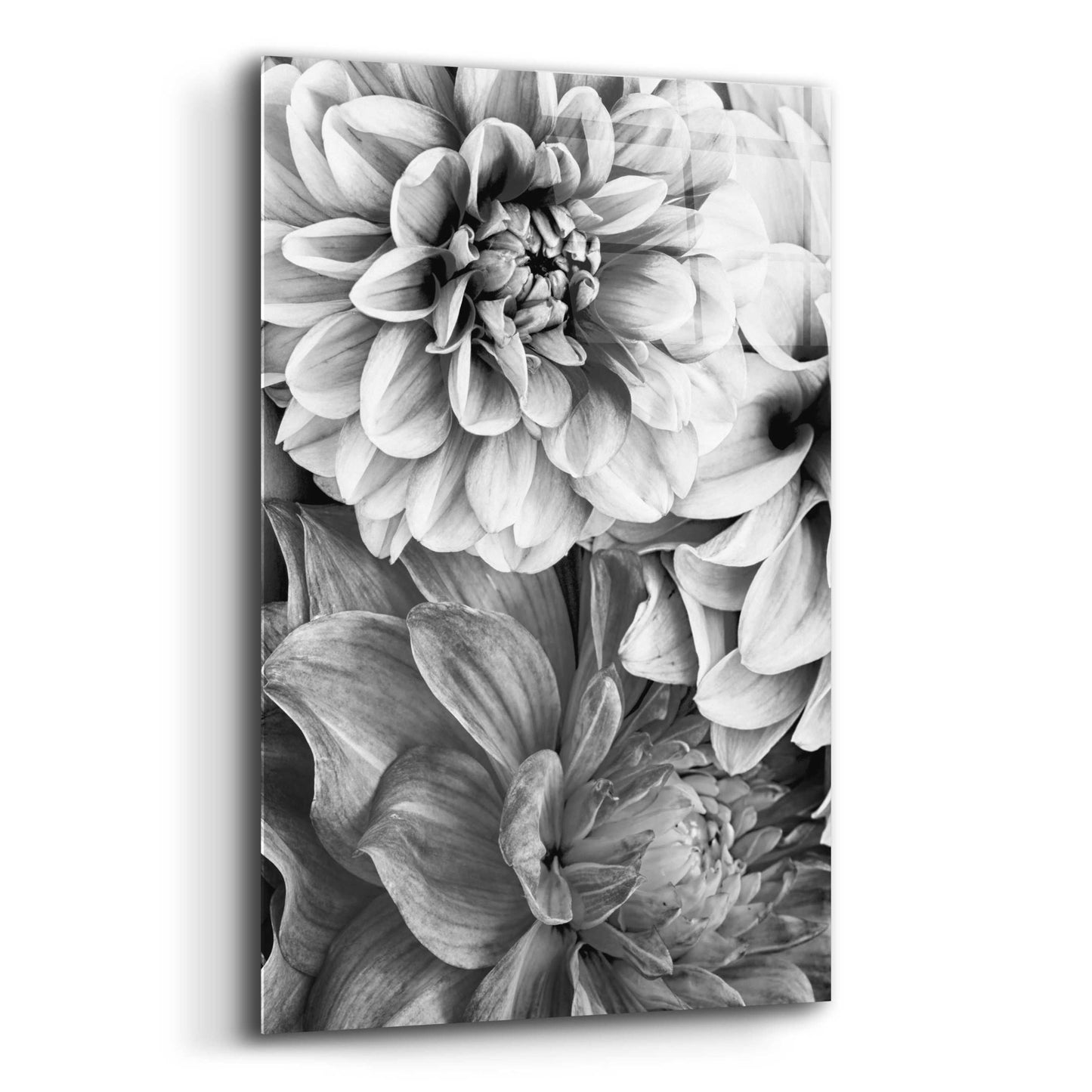 Epic Art 'B&W Flower 2' by Incado, Acrylic Glass Wall Art,12x16