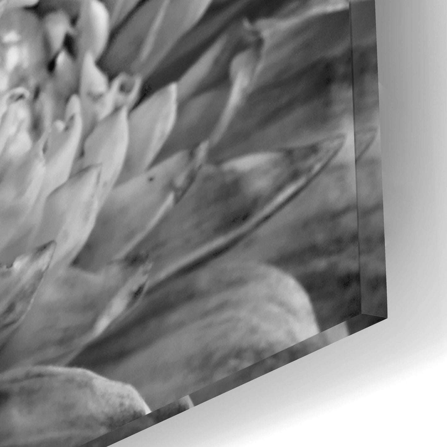 Epic Art 'B&W Flower 2' by Incado, Acrylic Glass Wall Art,12x16