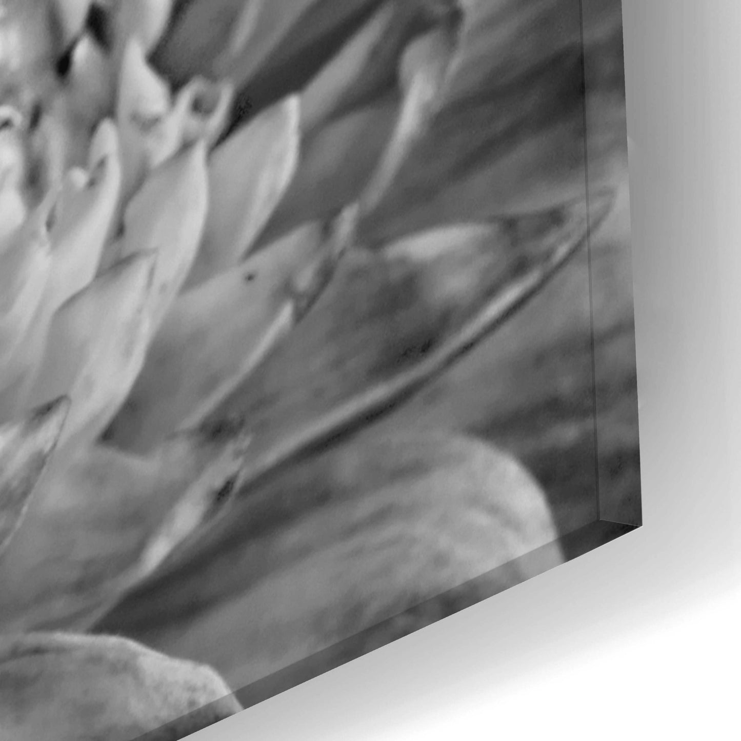 Epic Art 'B&W Flower 2' by Incado, Acrylic Glass Wall Art,16x24