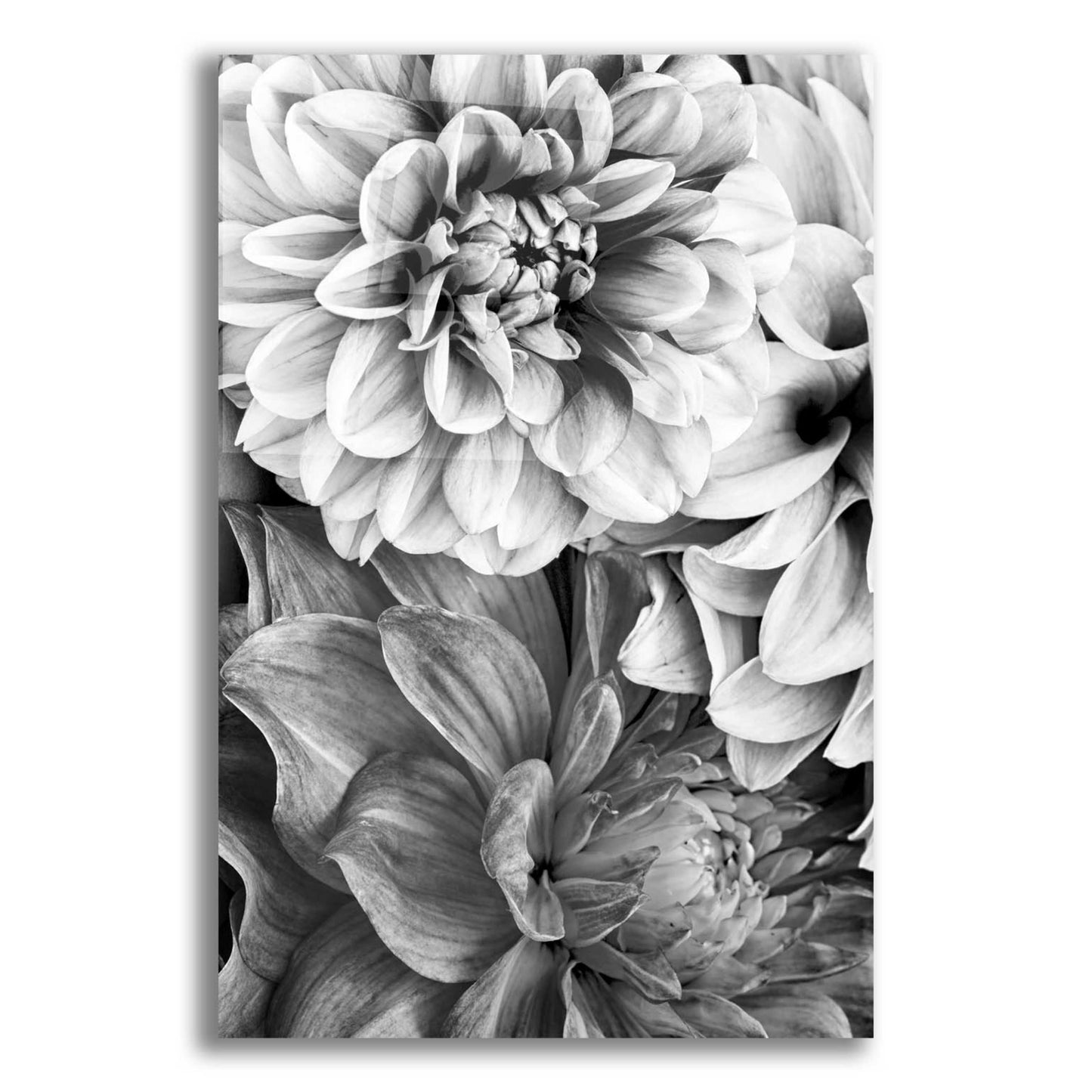 Epic Art 'B&W Flower 2' by Incado, Acrylic Glass Wall Art