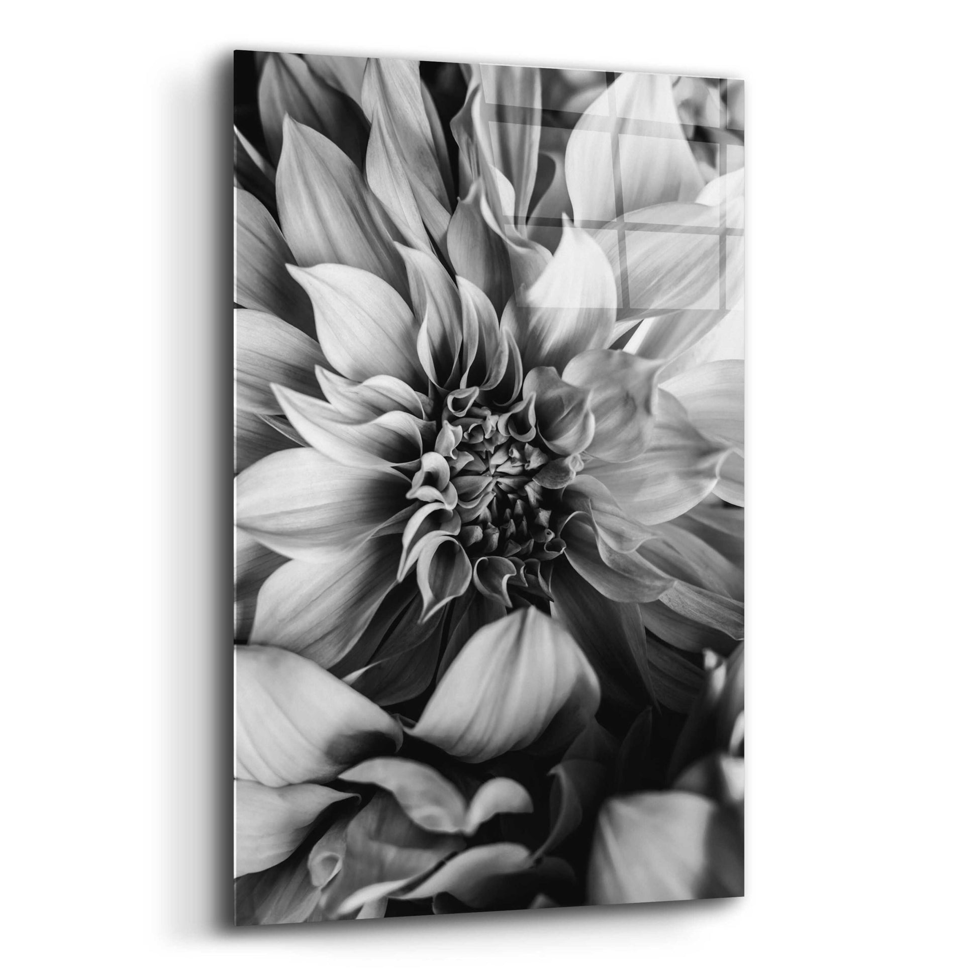 Epic Art 'B&W Flower 4' by Incado, Acrylic Glass Wall Art,12x16