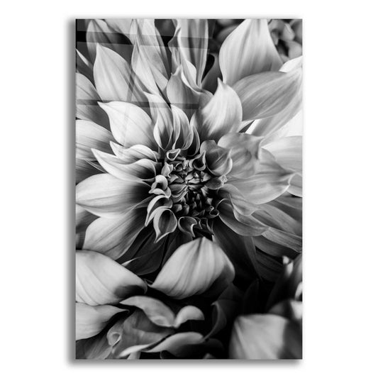 Epic Art 'B&W Flower 4' by Incado, Acrylic Glass Wall Art