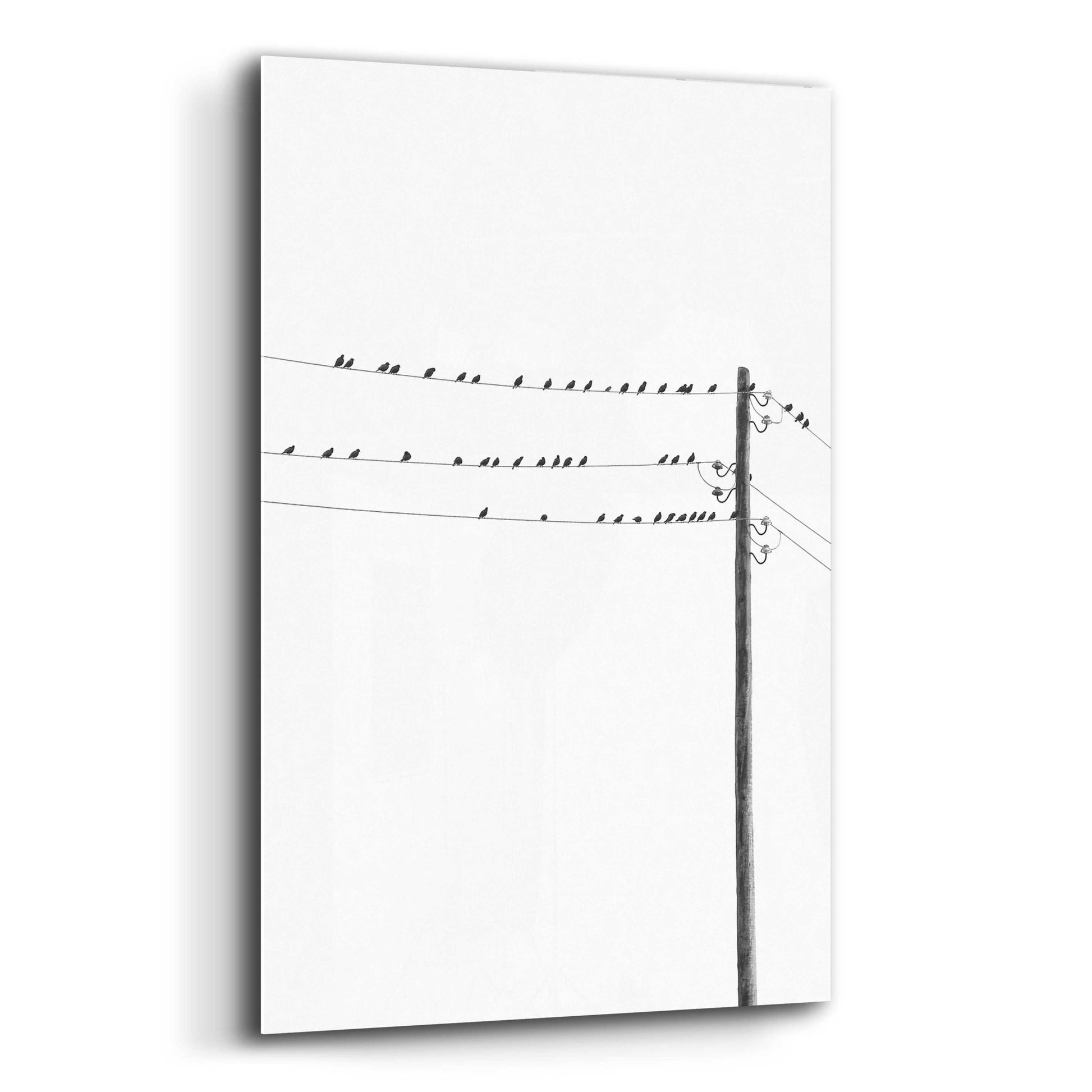 Epic Art 'Birds on Wires' by Incado, Acrylic Glass Wall Art,12x16