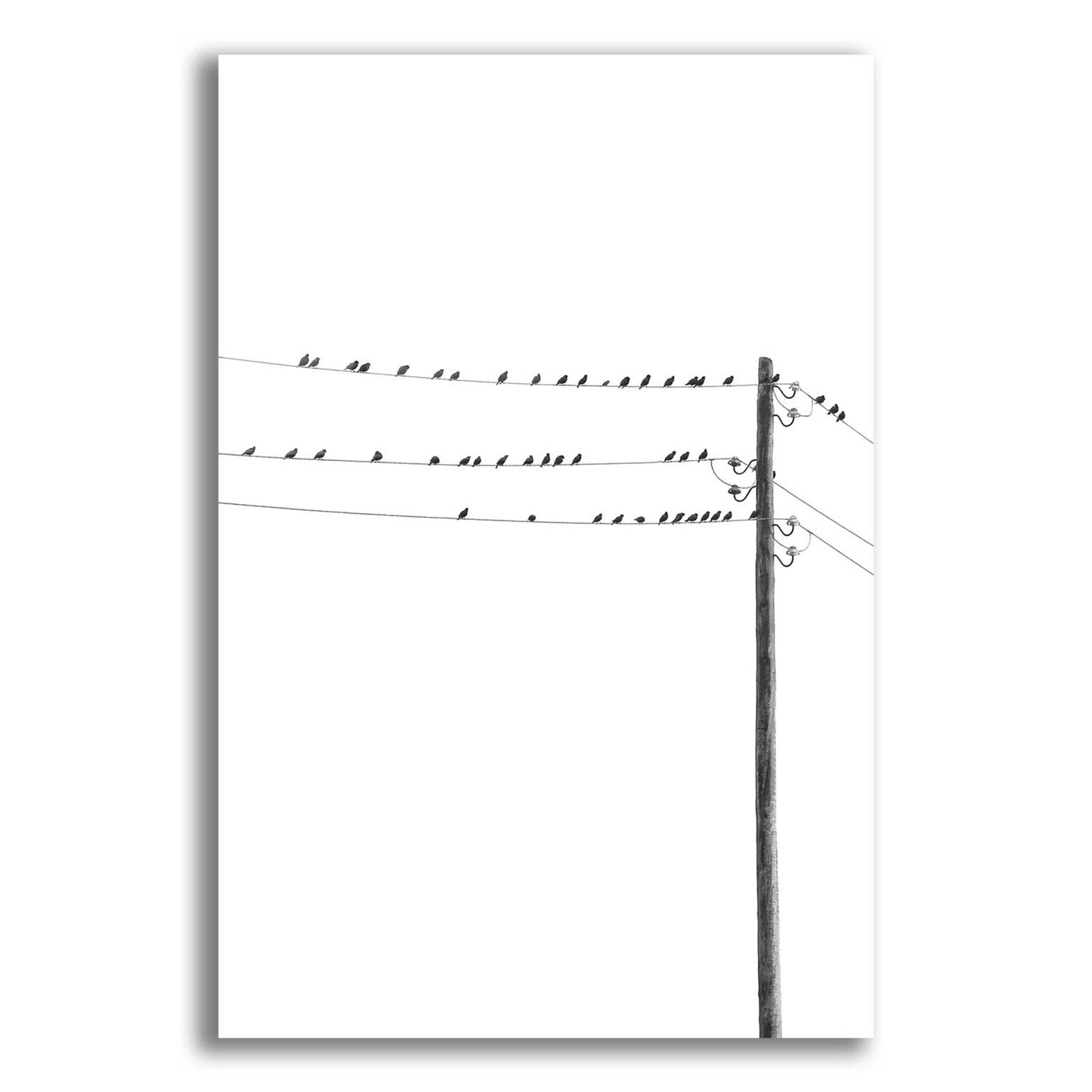 Epic Art 'Birds on Wires' by Incado, Acrylic Glass Wall Art