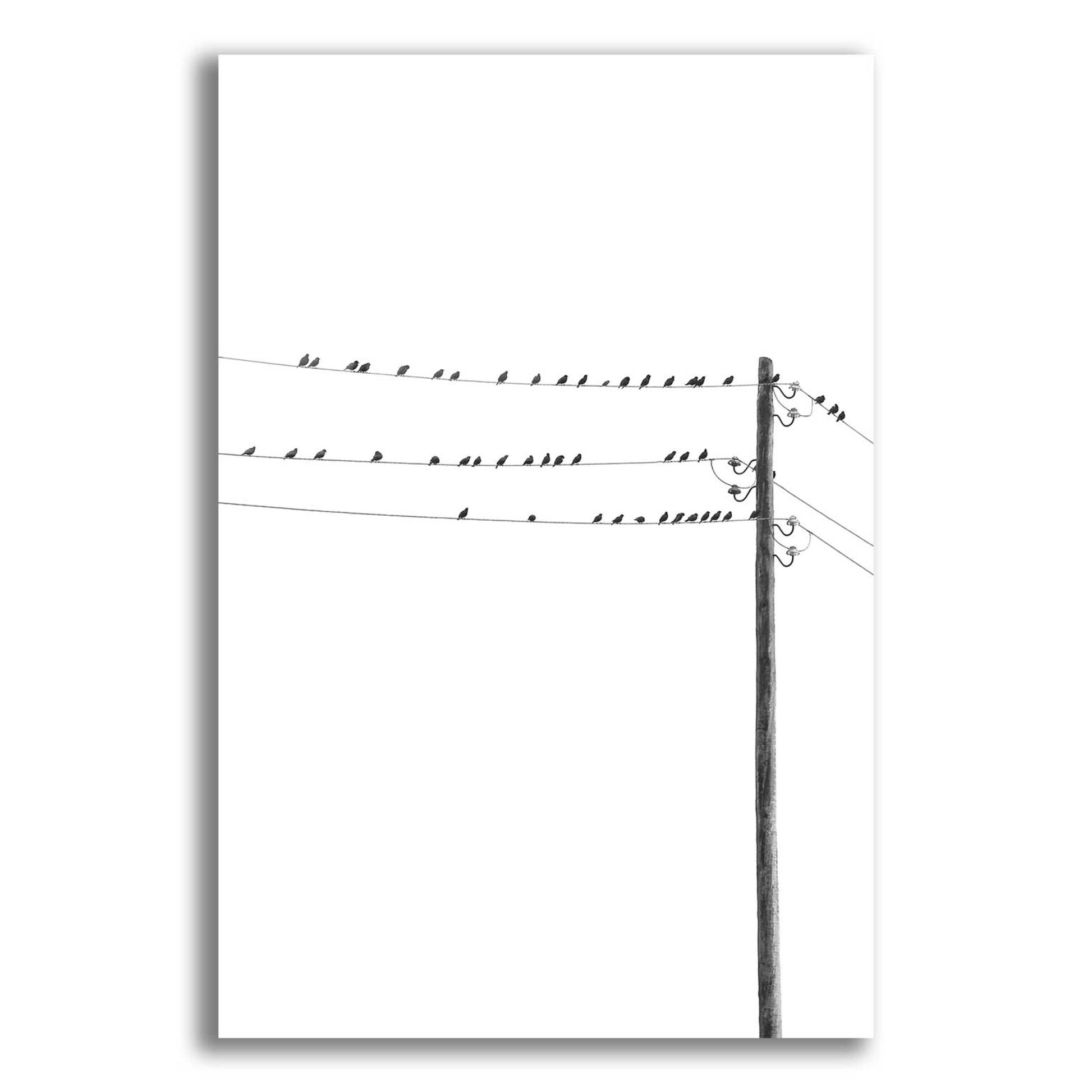 Epic Art 'Birds on Wires' by Incado, Acrylic Glass Wall Art