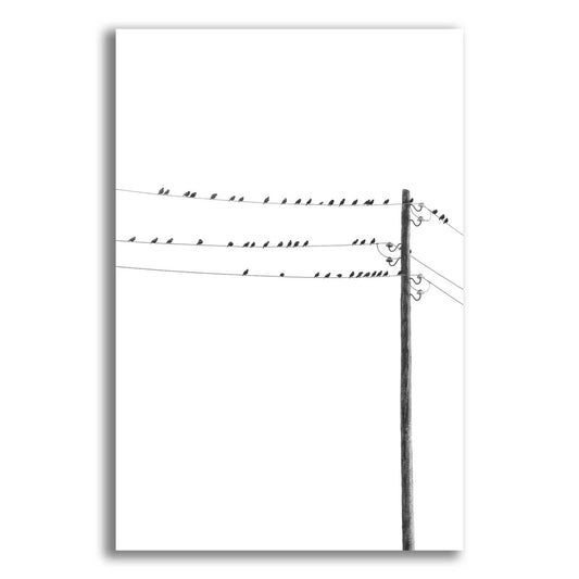 Epic Art 'Birds on Wires' by Incado, Acrylic Glass Wall Art