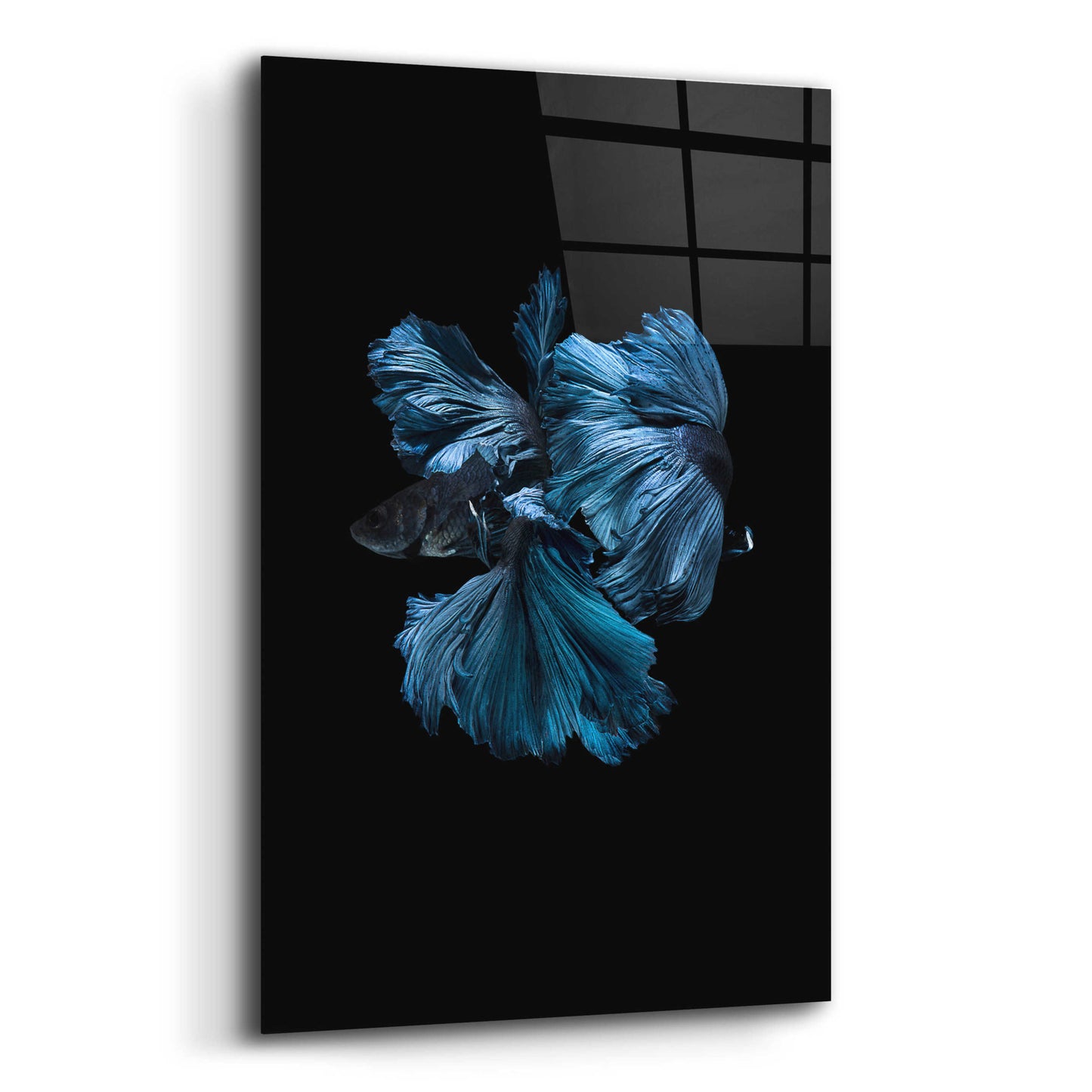 Epic Art 'Blue Betta' by Incado, Acrylic Glass Wall Art,12x16