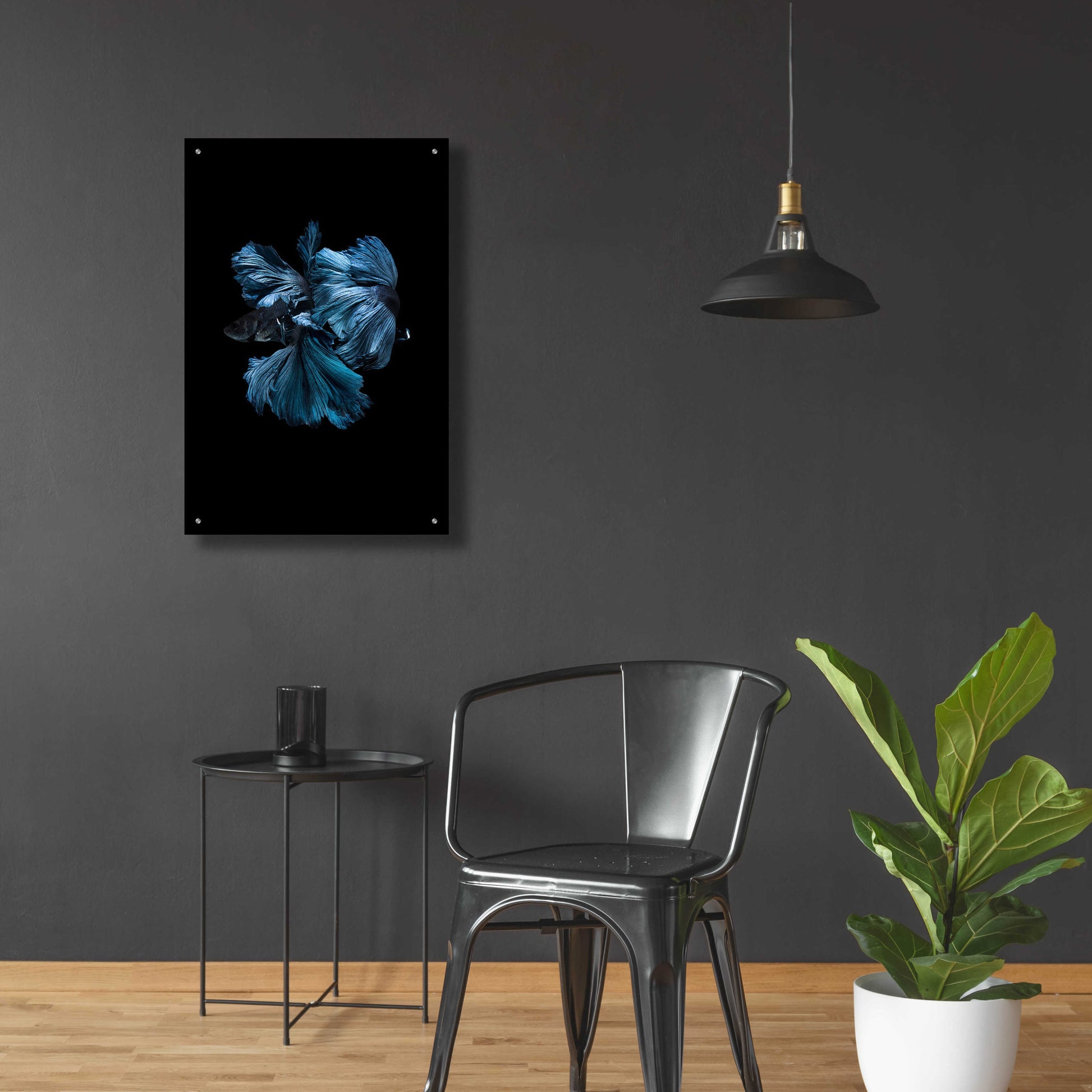 Epic Art 'Blue Betta' by Incado, Acrylic Glass Wall Art,24x36