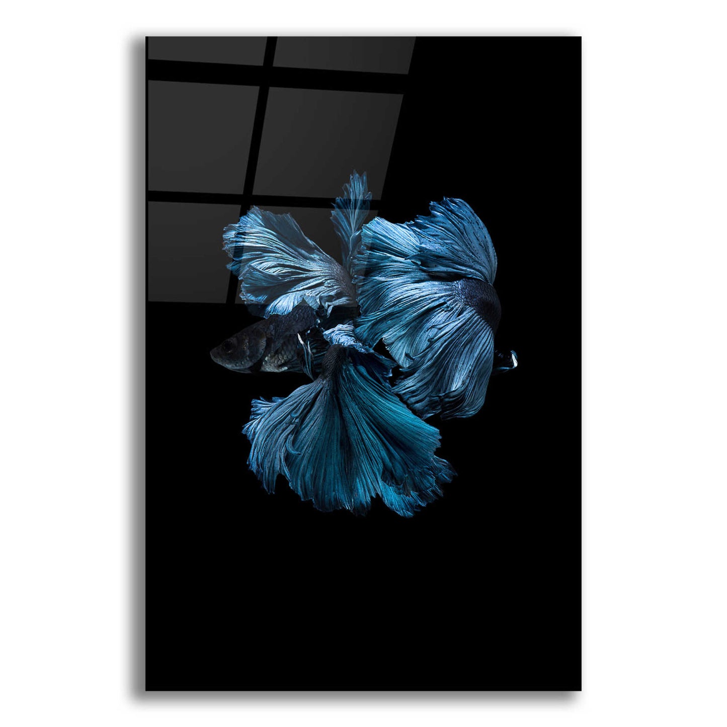 Epic Art 'Blue Betta' by Incado, Acrylic Glass Wall Art