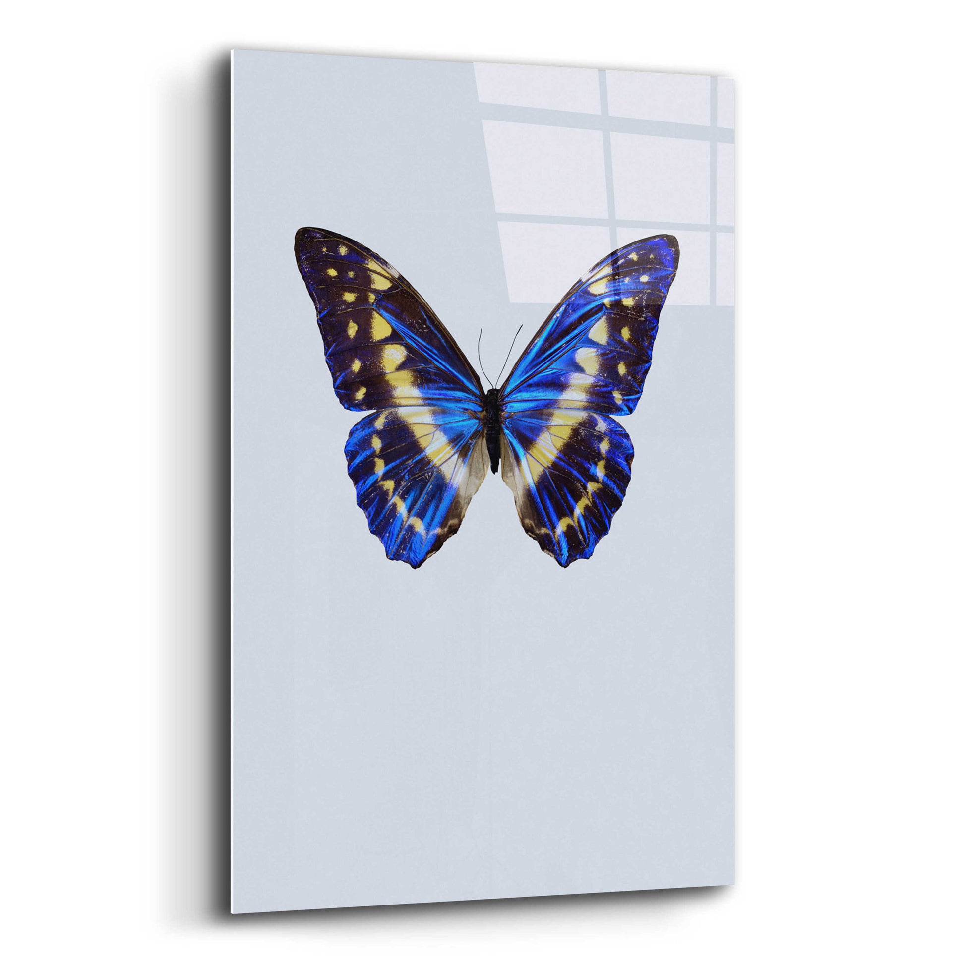 Epic Art 'Blue Butterfly' by Incado, Acrylic Glass Wall Art,12x16