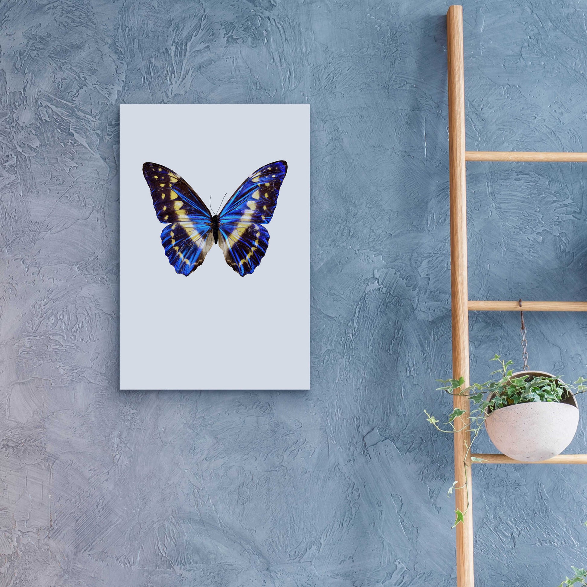 Epic Art 'Blue Butterfly' by Incado, Acrylic Glass Wall Art,16x24