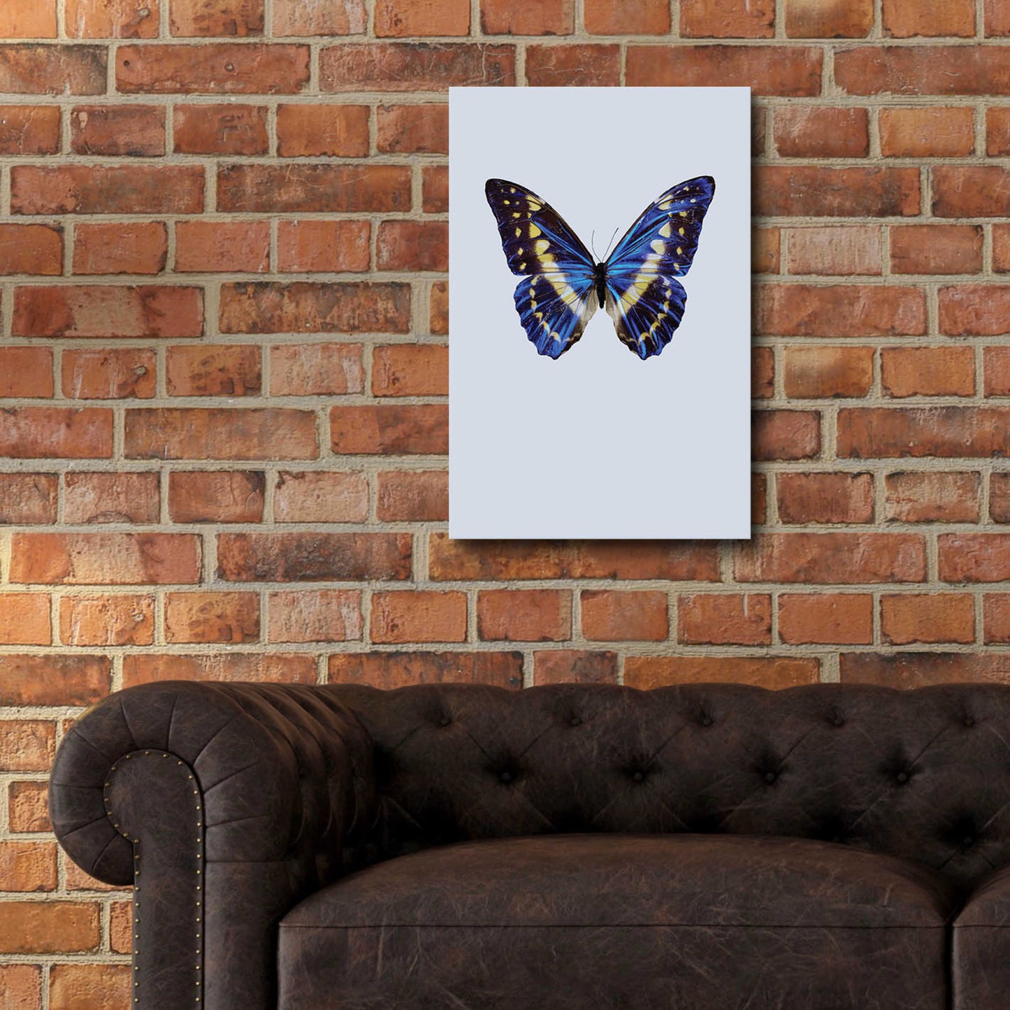 Epic Art 'Blue Butterfly' by Incado, Acrylic Glass Wall Art,16x24