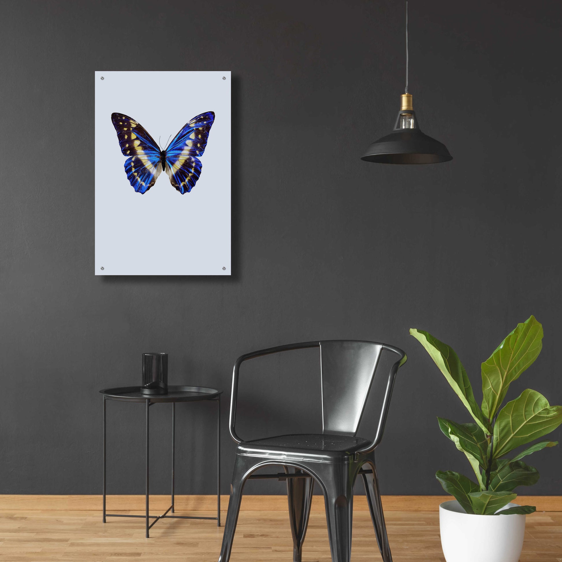 Epic Art 'Blue Butterfly' by Incado, Acrylic Glass Wall Art,24x36