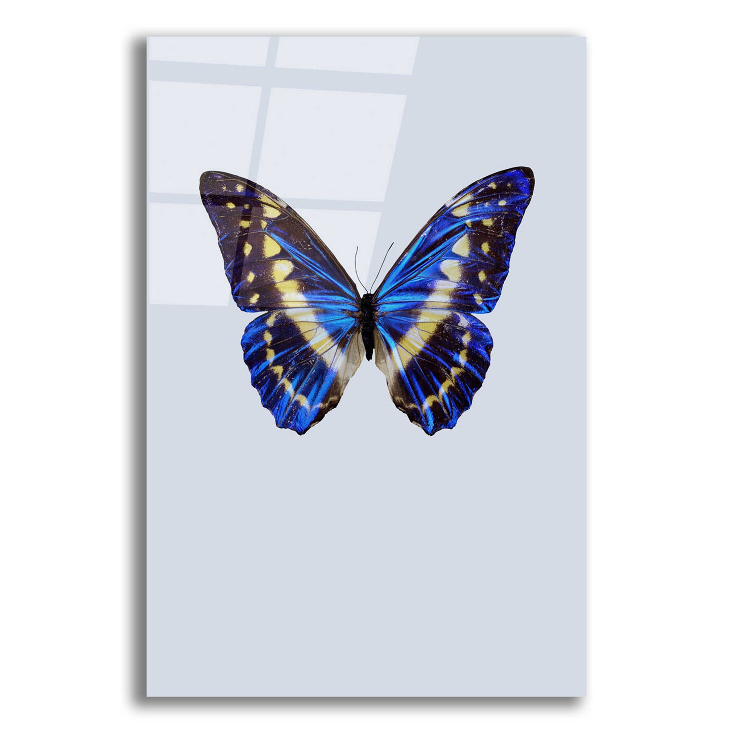 Epic Art 'Blue Butterfly' by Incado, Acrylic Glass Wall Art