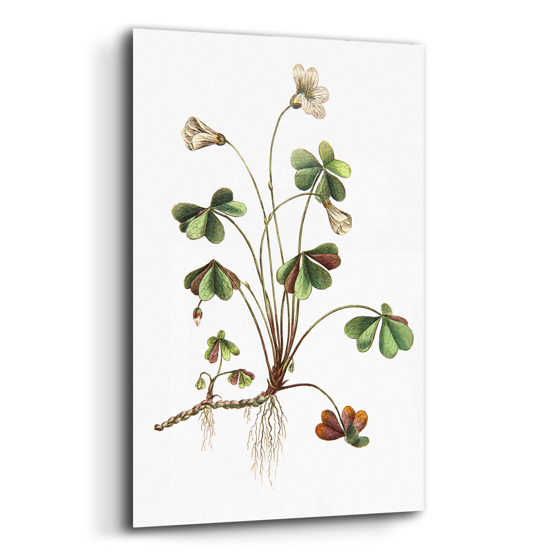 Epic Art 'Botanica II' by Incado, Acrylic Glass Wall Art,12x16