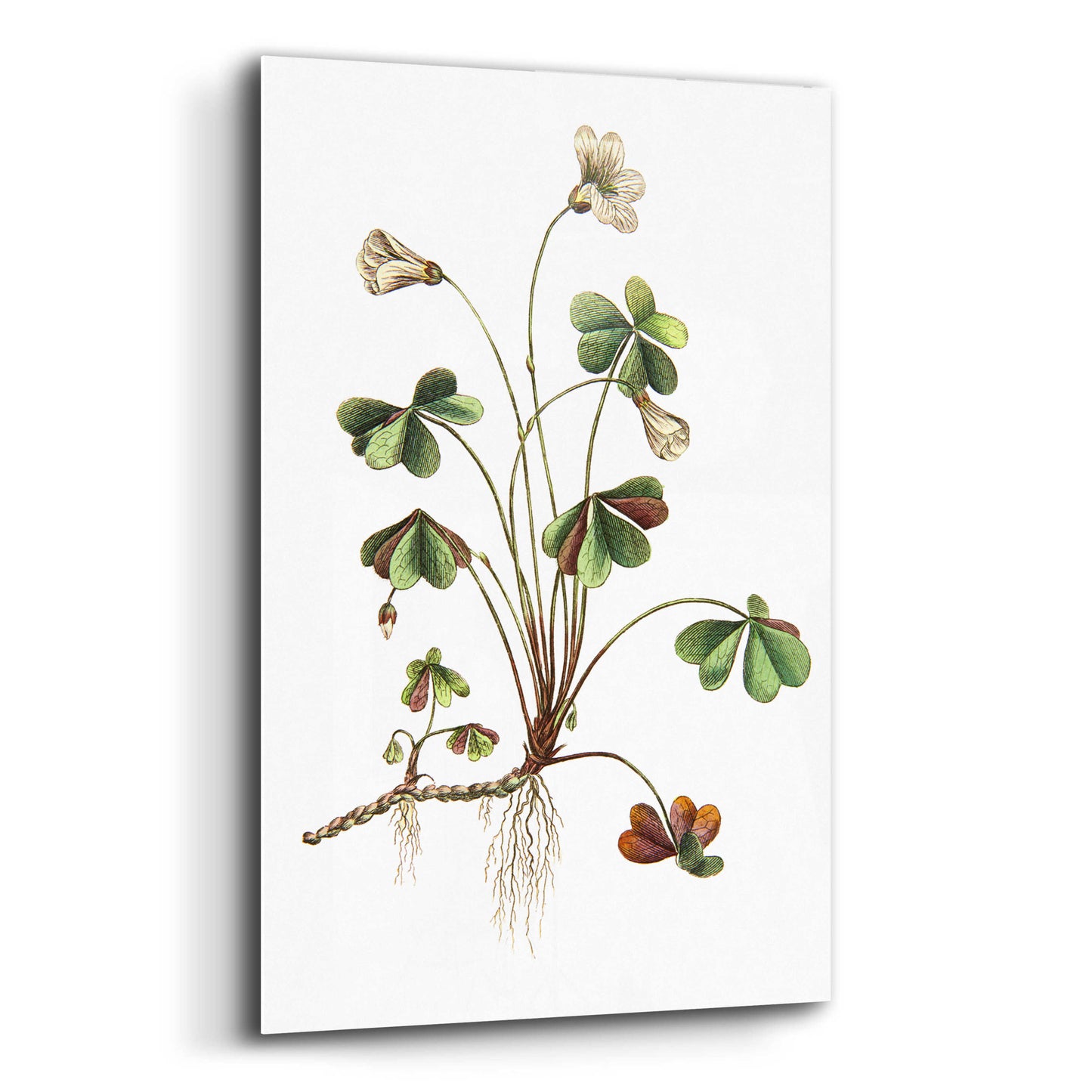 Epic Art 'Botanica II' by Incado, Acrylic Glass Wall Art,16x24