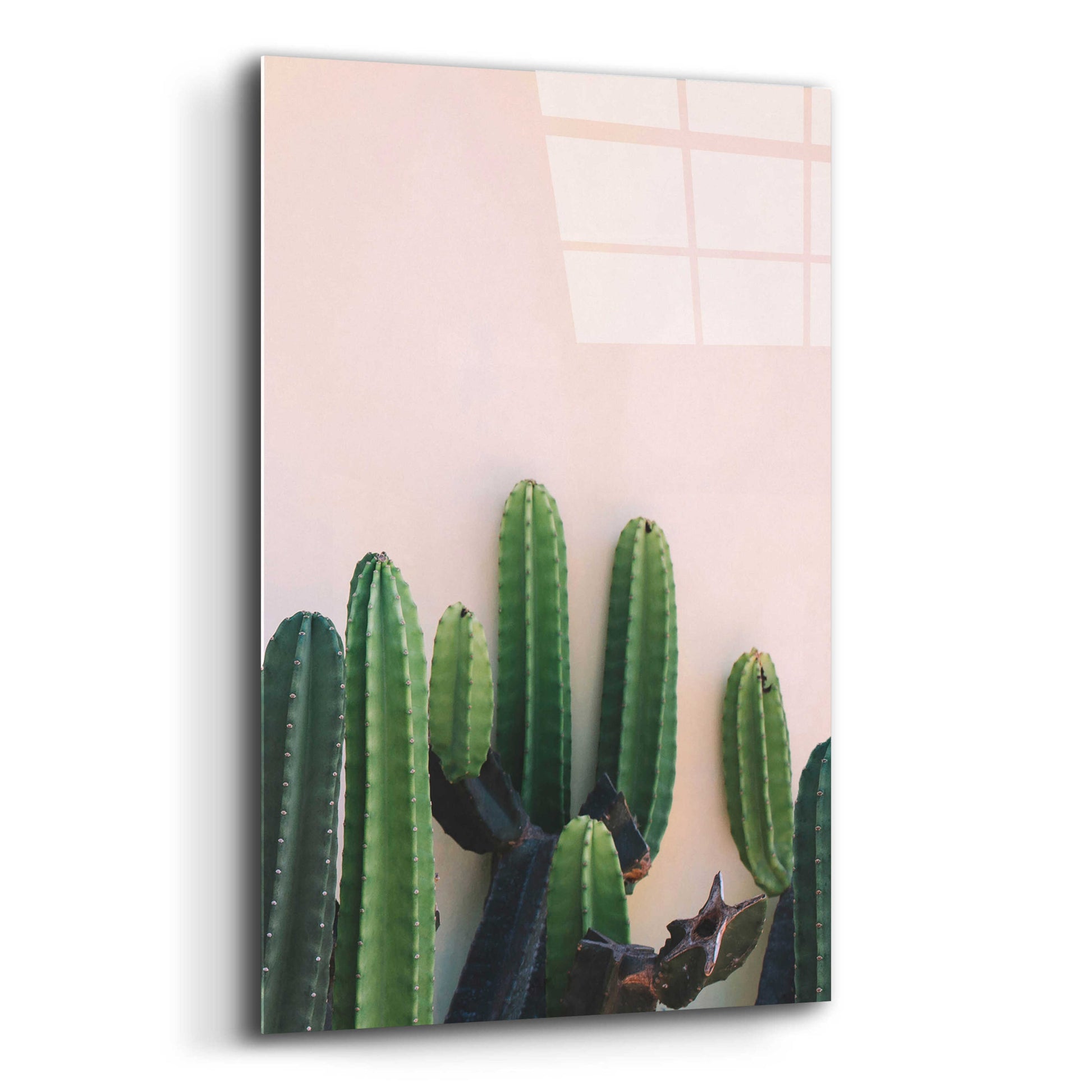 Epic Art 'Cactus on Pink' by Incado, Acrylic Glass Wall Art,12x16